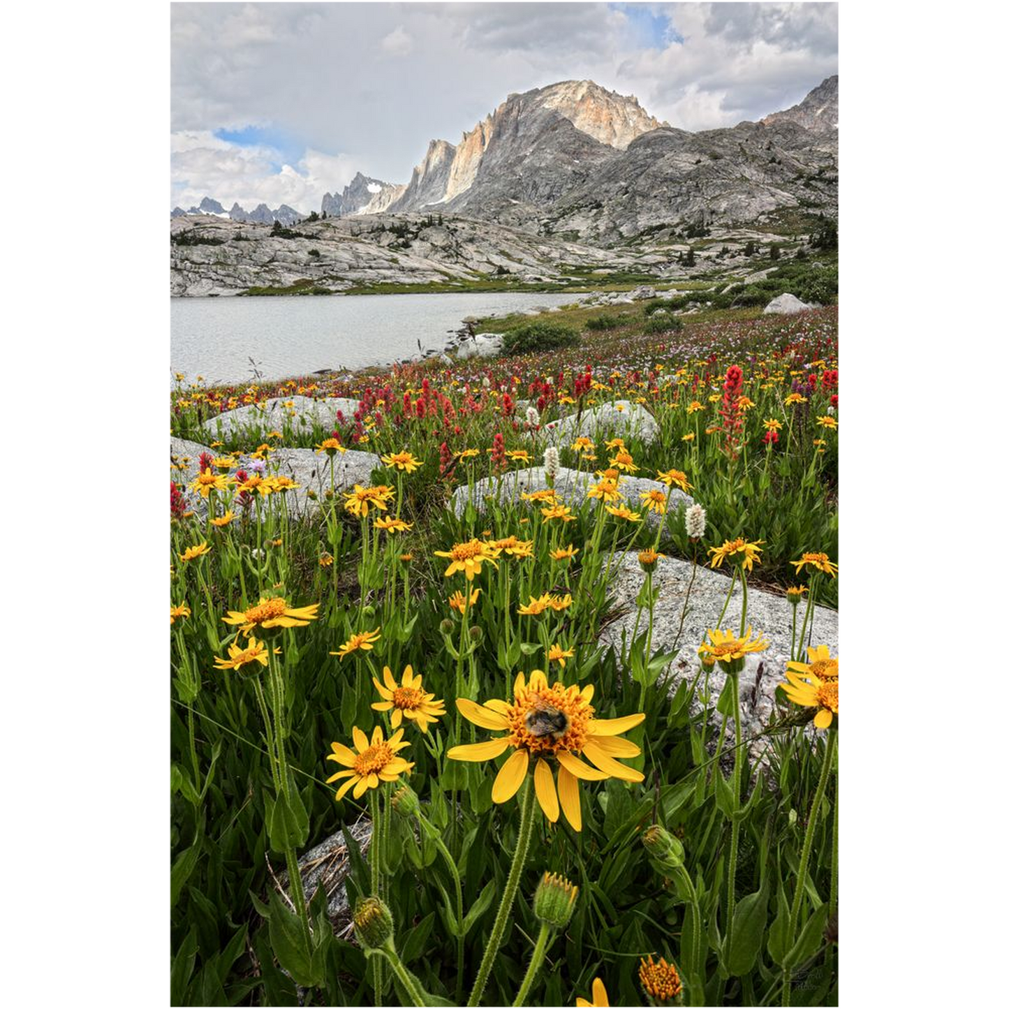 Fremont Peak and Wildflower Bloom with Bee - Wind River Mountains, Wyoming- bp0031 - Photograph Print Poster Picture Photography Landscape