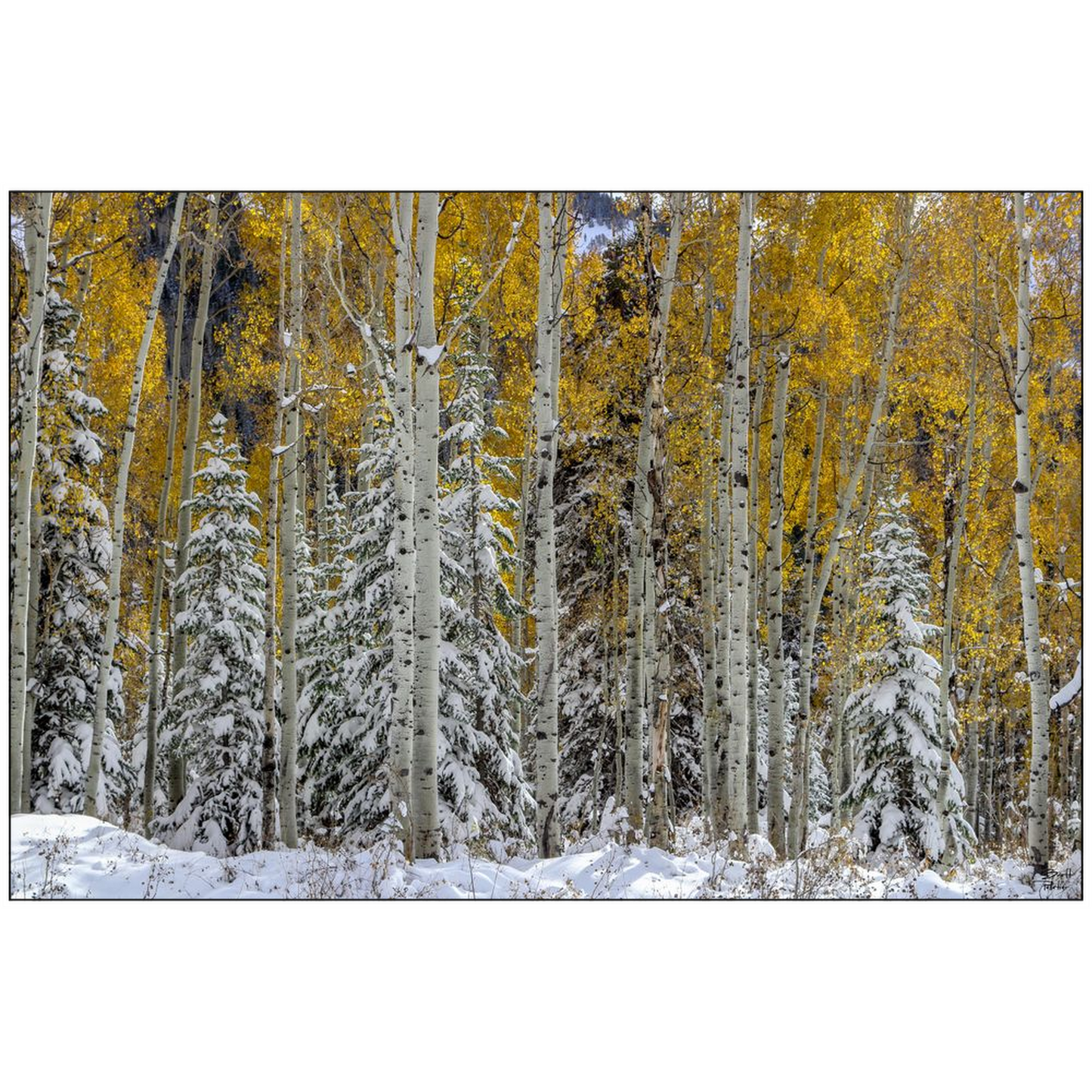 Snow Covered Evergreens and Glowing Aspens - Big Cottonwood Canyon, Utah - bp0017 - Photograph Print Poster Picture Photography Landscape