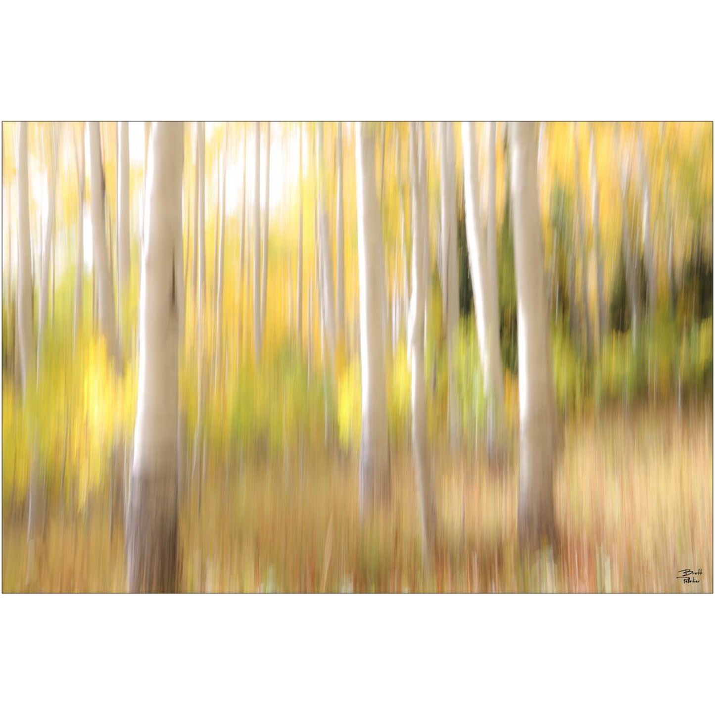 Aspen Abstract - bp0071 - Photograph Print Poster Picture Landscape Photography Art Artist Images Camera Collectibles