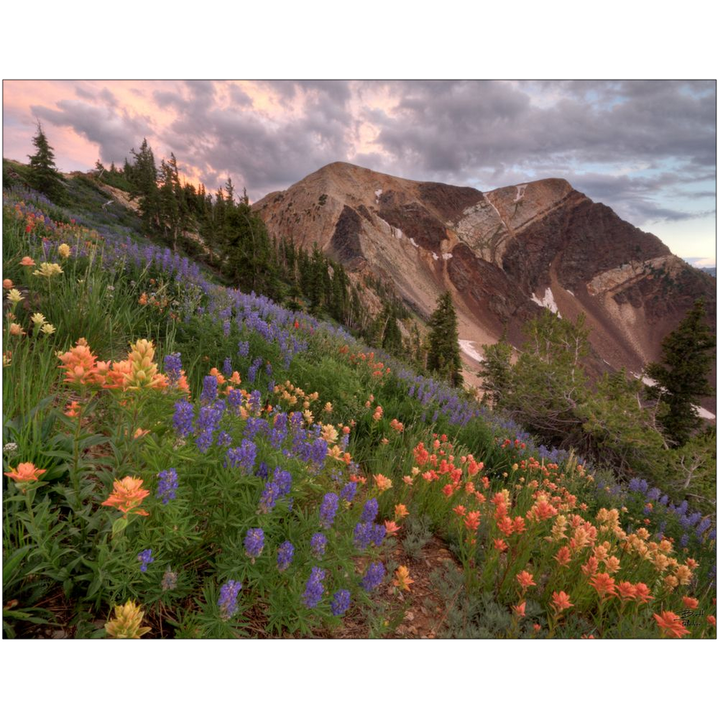 Wildflowers with Twin Peaks at Sunset - Snowbird, Utah - bp0015 - Photograph Print Poster Picture Photography Art Artist Images Landscape