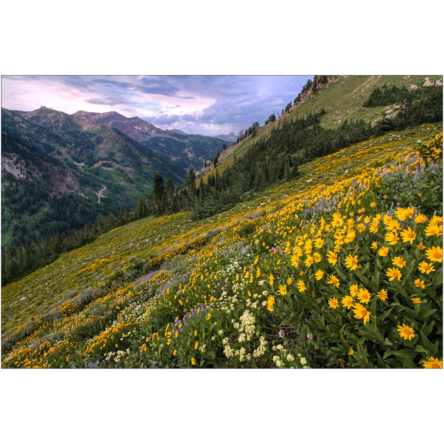 Wasatch Wildflowers Canyon View and Storm - Little Cottonwood Canyon, Utah - bp0006 - Photograph Print Poster Picture Landscape Photography