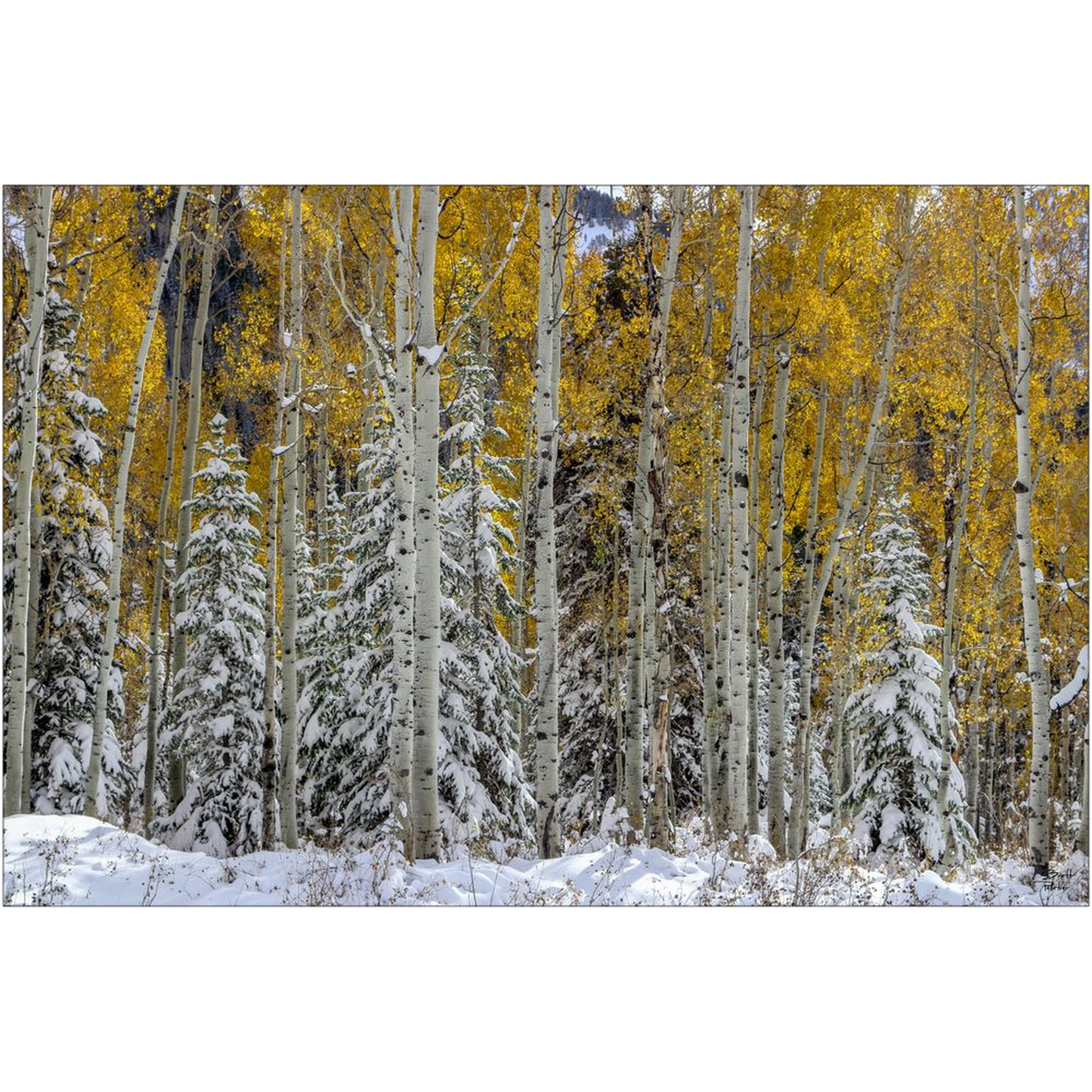 Snow Covered Evergreens and Glowing Aspens - Big Cottonwood Canyon, Utah - bp0017 - Photograph Print Poster Picture Photography Landscape