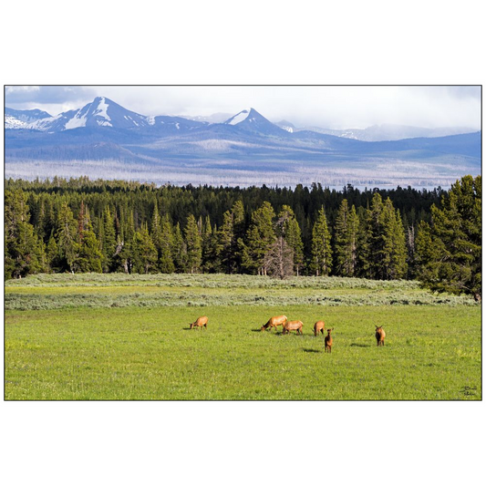 Grazing Elk - Yellowstone National Park, Wyoming - bp0050 - Photograph Print Poster Picture Photography Art Artist Images Landscape