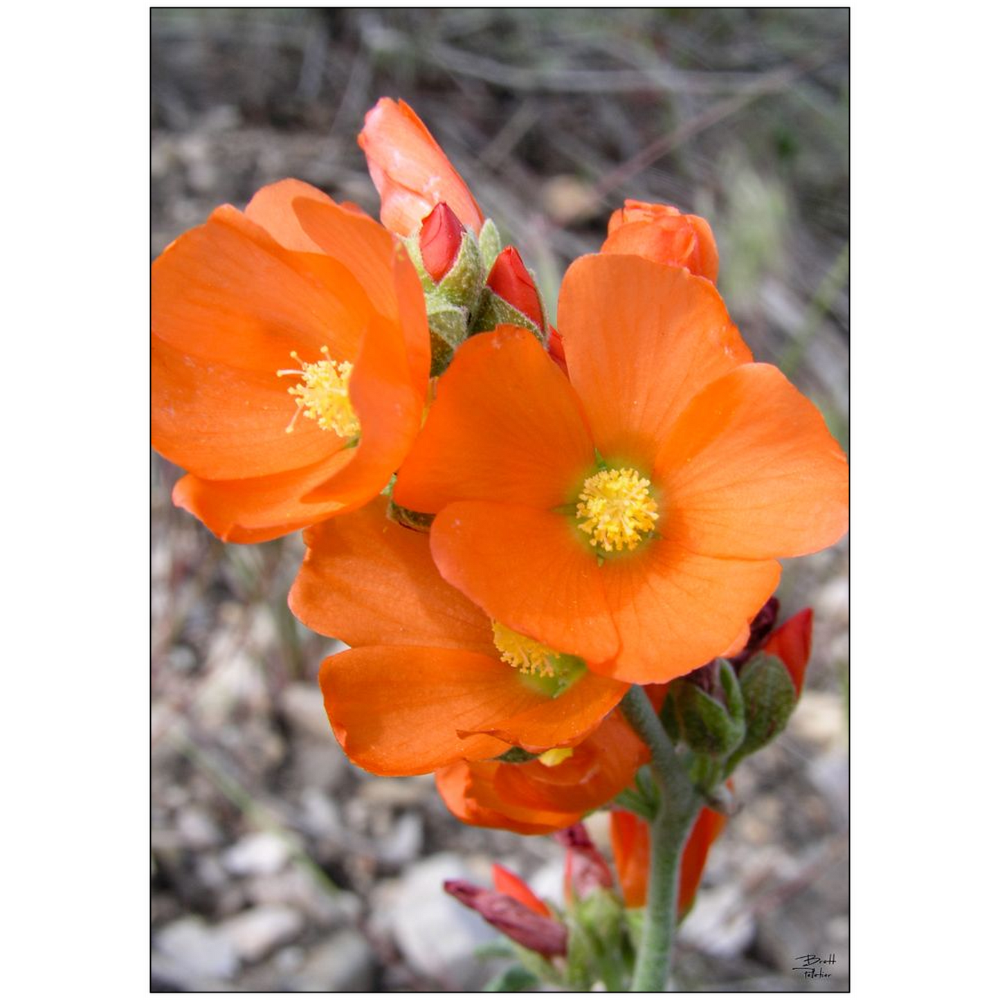 Globe Mallow Wildflower - bp0232 - Photograph Print Poster Picture Photography Art Artist Images Landscape