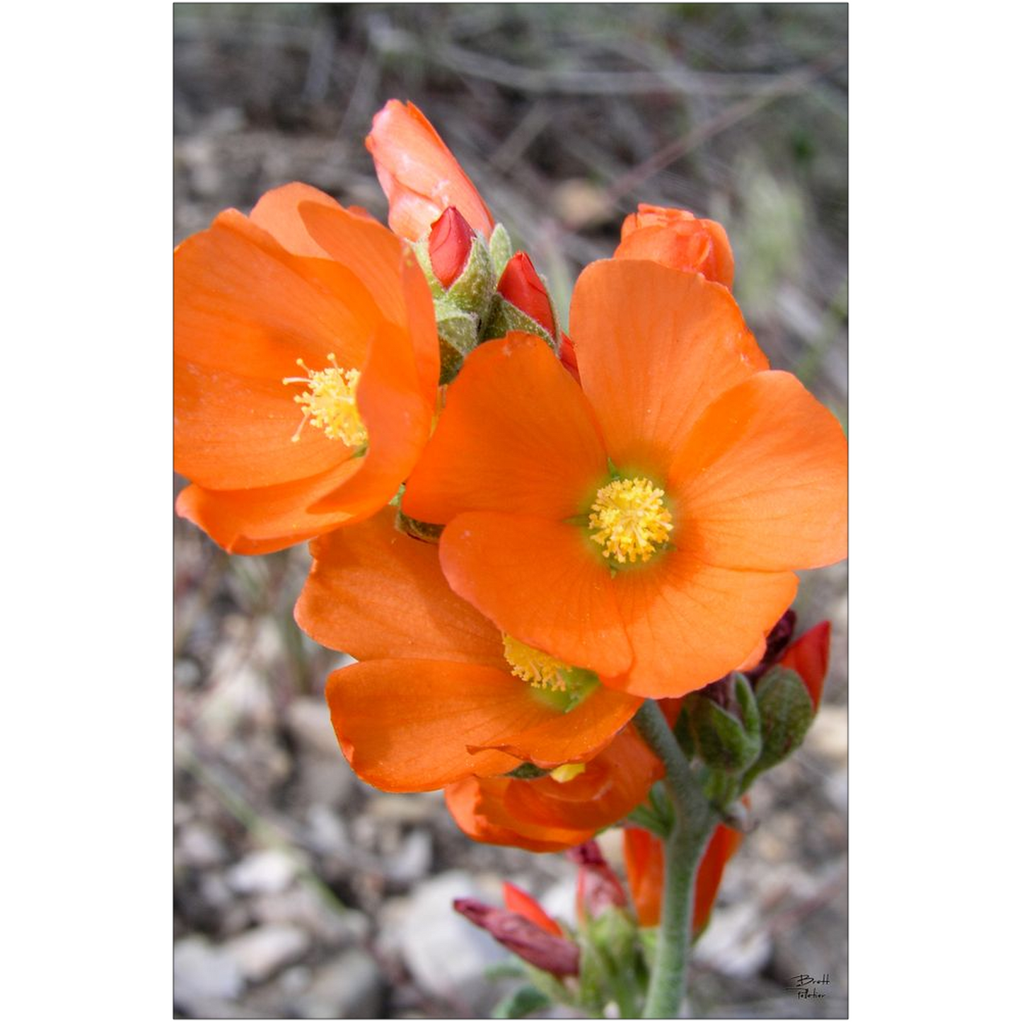 Globe Mallow Wildflower - bp0232 - Photograph Print Poster Picture Photography Art Artist Images Landscape