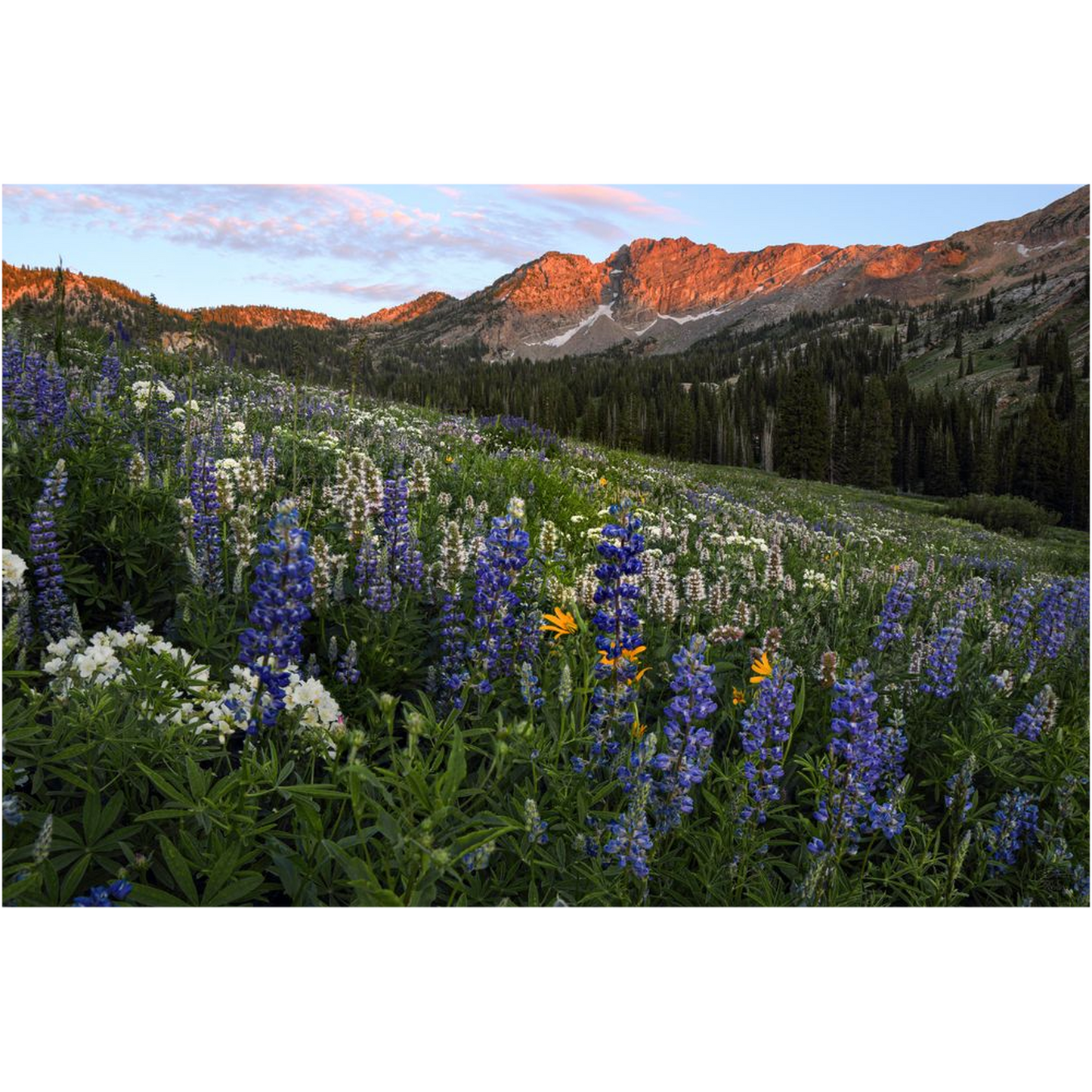 Alta Utah Albion Basin Sunset with Lupine Wildflowers - bp0025 - Photograph Print Poster Picture Photography Art Artist Images Landscape