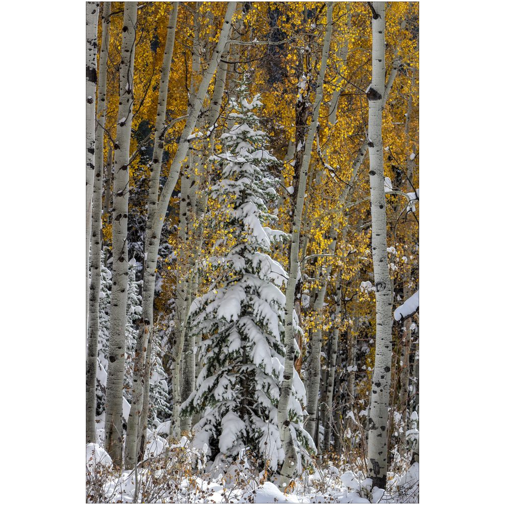 Evergreen with Snow and Aspens in Autumn - Big Cottonwood Canyon, Utah - bp0203 - Photograph Print Poster Picture Photography Images