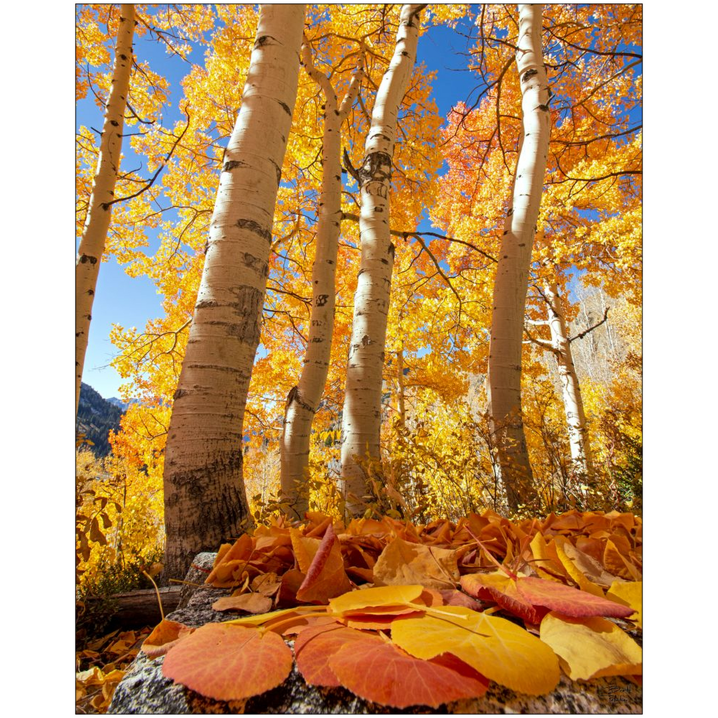 Aspen leaves and trees in autumn - Alta, Utah - bp0019 - Photograph Print Poster Picture Wall Photography Art Artist Images Camera Landscape