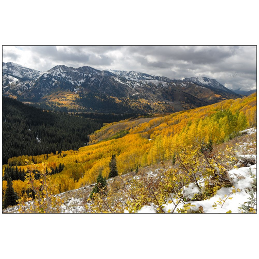 Autumn Colors and Snow in Mill F - Big Cottonwood Canyon, Utah - bp0187 - Photograph Print Poster Picture Photography Landscape Artist Art