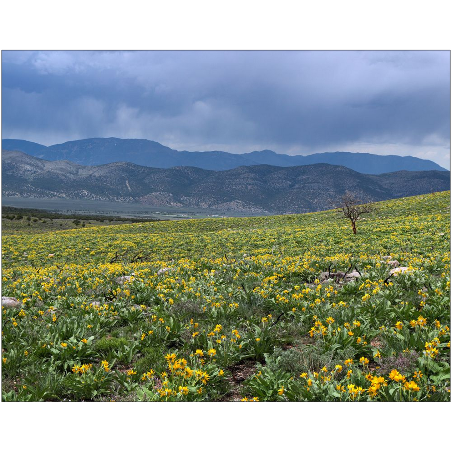 Desert Bloom and Thunderstorms - Schell Mountains, Nevada - bp0183 - Photograph Print Poster Picture Photography Landscape Artist Art Images