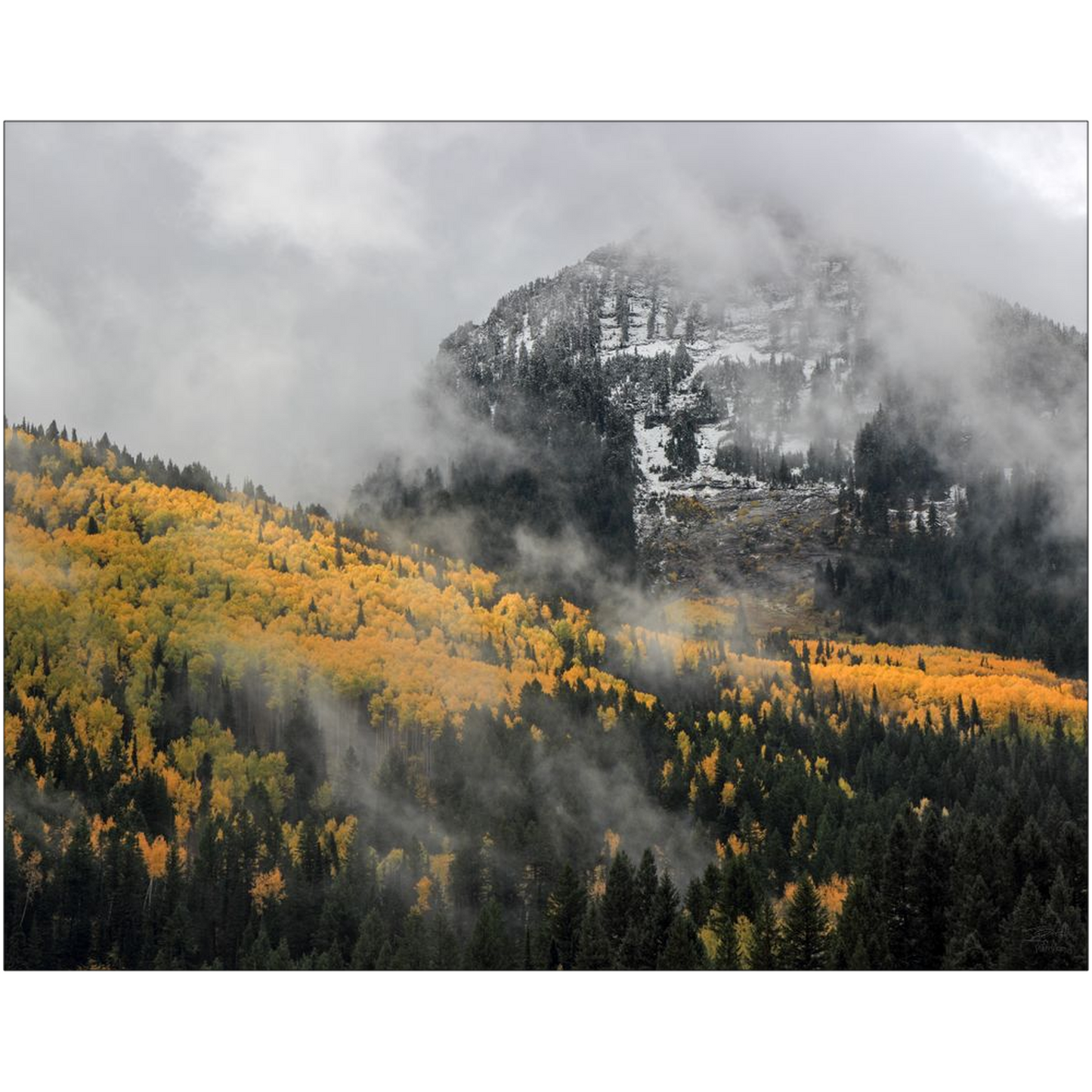 Kessler Peak Aspen Color with Fog and Snow - Big Cottonwood Canyon, Utah - bp0192 - Photograph Print Poster Picture Photography Landscape