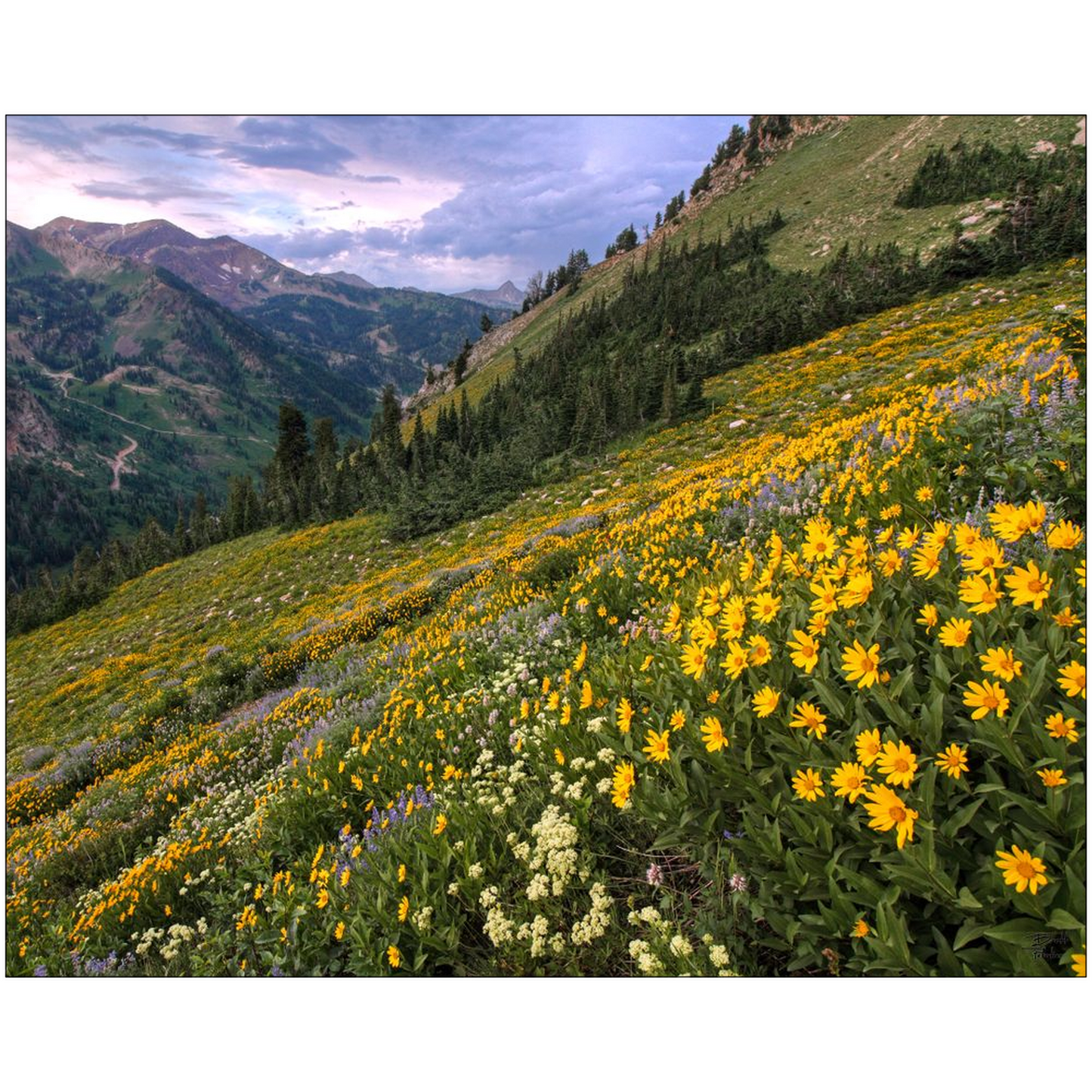 Wasatch Wildflowers Canyon View and Storm - Little Cottonwood Canyon, Utah - bp0006 - Photograph Print Poster Picture Landscape Photography