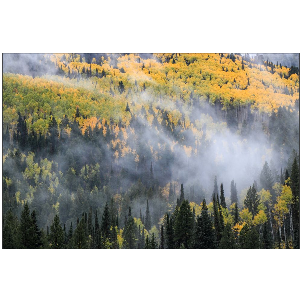 Mystical Aspen Grove in Autumn - Big Cottonwood Canyon, Utah - bp0189 - Photograph Print Poster Picture Photography Images Landscape