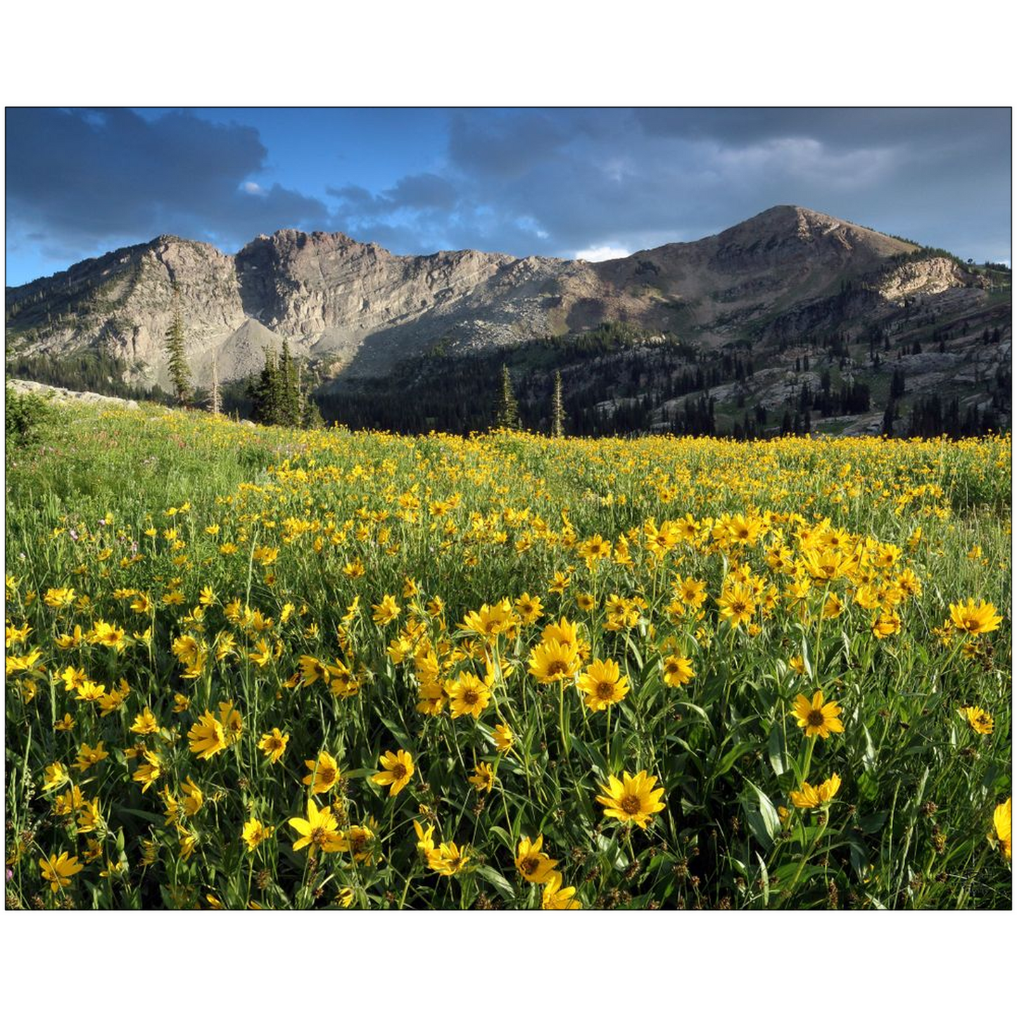 Albion Basin Wildflower Sunset - Alta, Utah - bp0085 - Photograph Print Poster Picture Landscape Photography Art Artist Images Camera