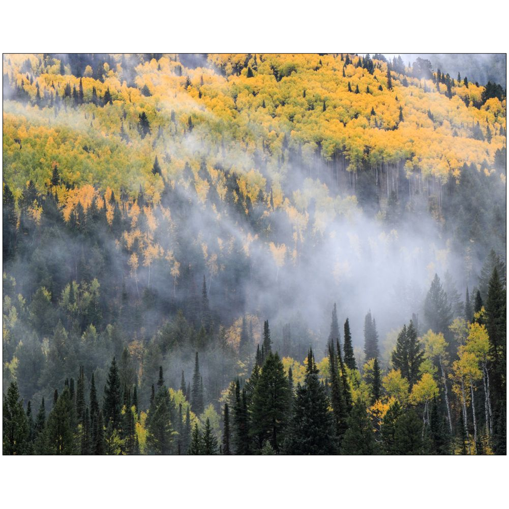 Mystical Aspen Grove in Autumn - Big Cottonwood Canyon, Utah - bp0189 - Photograph Print Poster Picture Photography Images Landscape