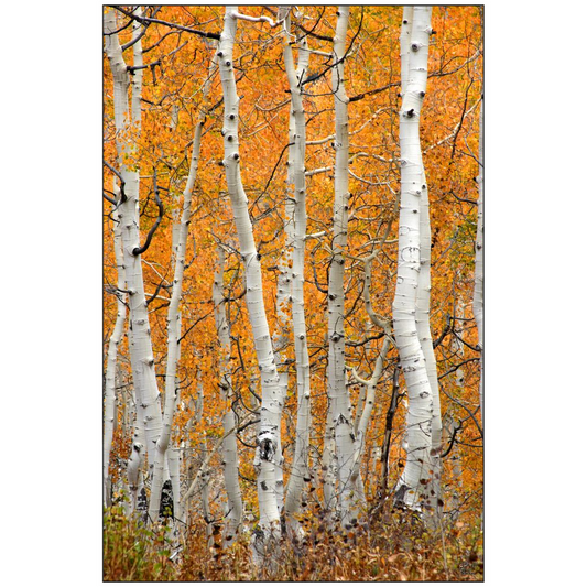 Aspen Grove Vertical - Brighton, Utah - bp0020 - Photograph Print Poster Picture Photography Art Artist Images Landscape