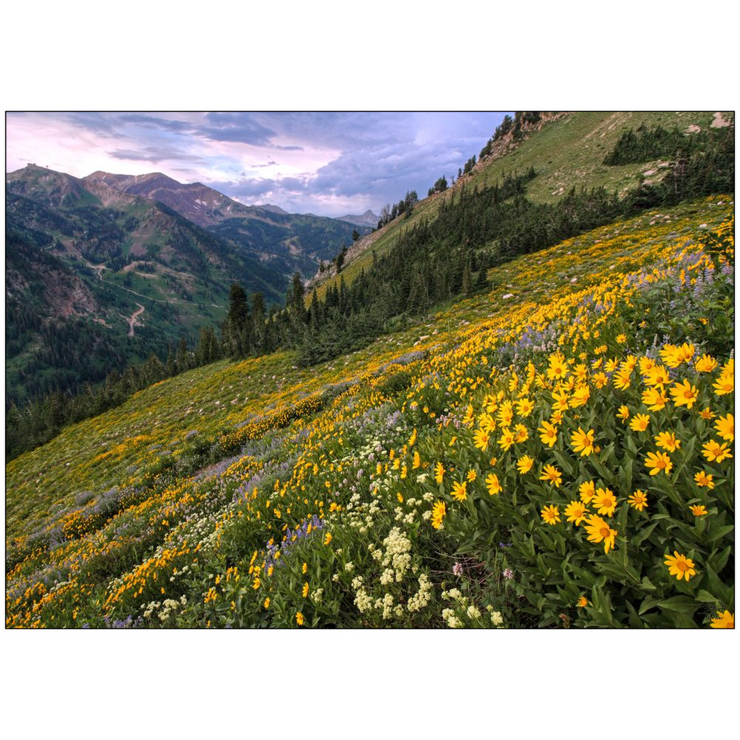 Wasatch Wildflowers Canyon View and Storm - Little Cottonwood Canyon, Utah - bp0006 - Photograph Print Poster Picture Landscape Photography