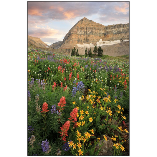 Timpanogos Basin Wildflower Sunset - American Fork Canyon, Utah - bp0218 - Photograph Print Poster Picture Art Artist Images Landscape