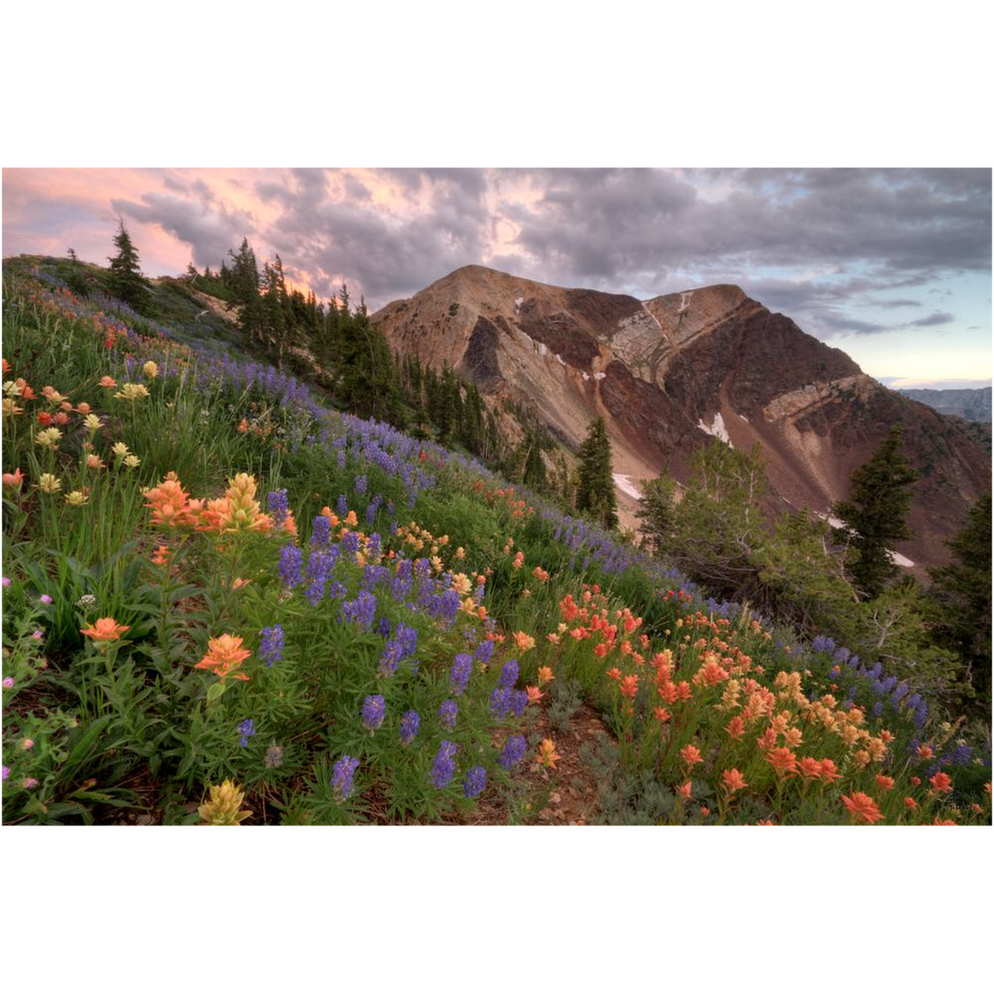 Wildflowers with Twin Peaks at Sunset - Snowbird, Utah - bp0015 - Photograph Print Poster Picture Photography Art Artist Images Landscape