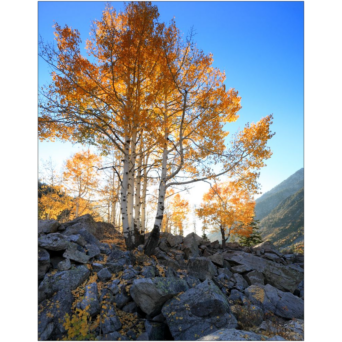 Aspen Glow - Little Cottonwood Canyon, Utah - bp0137 - Photograph Print Poster Picture Photography Art Artist Images Camera Landscape