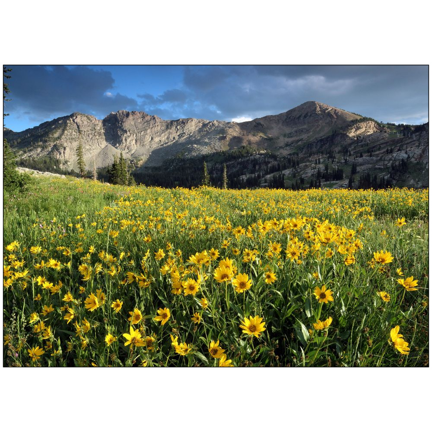 Albion Basin Wildflower Sunset - Alta, Utah - bp0085 - Photograph Print Poster Picture Landscape Photography Art Artist Images Camera