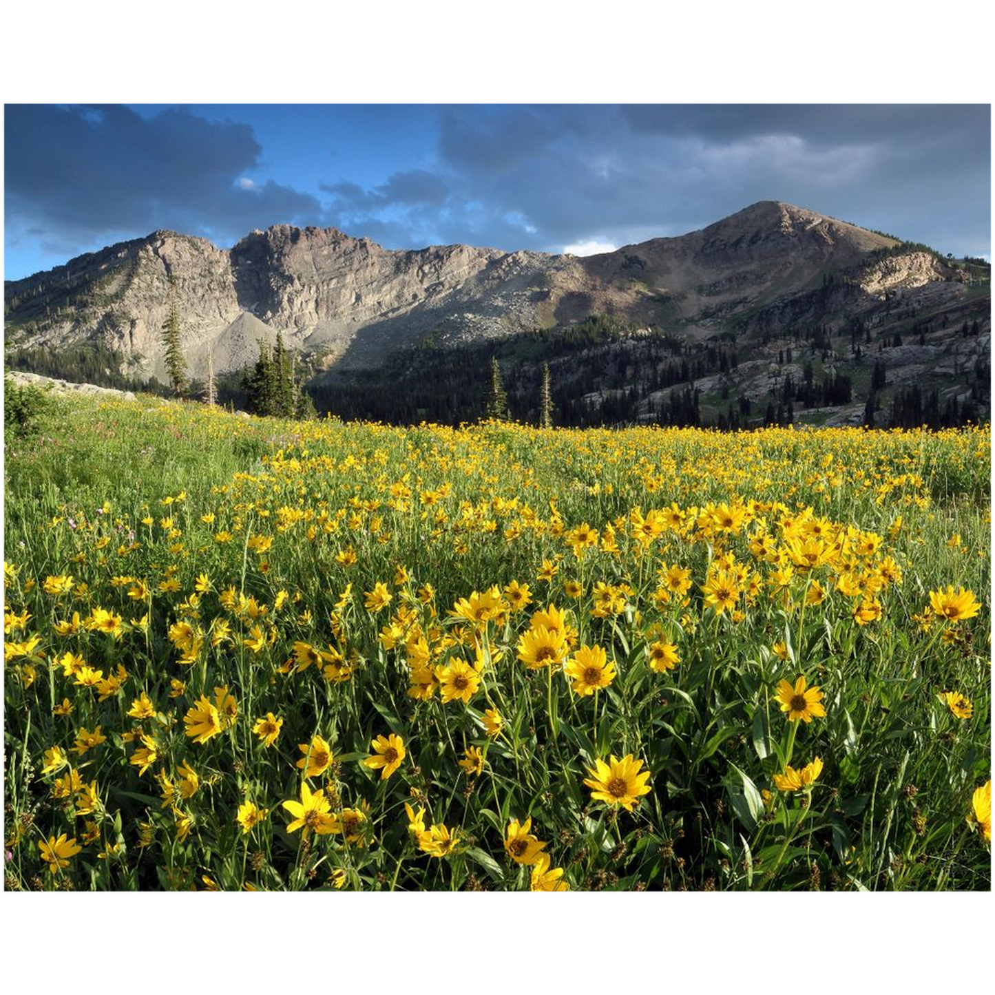 Albion Basin Wildflower Sunset - Alta, Utah - bp0085 - Photograph Print Poster Picture Landscape Photography Art Artist Images Camera