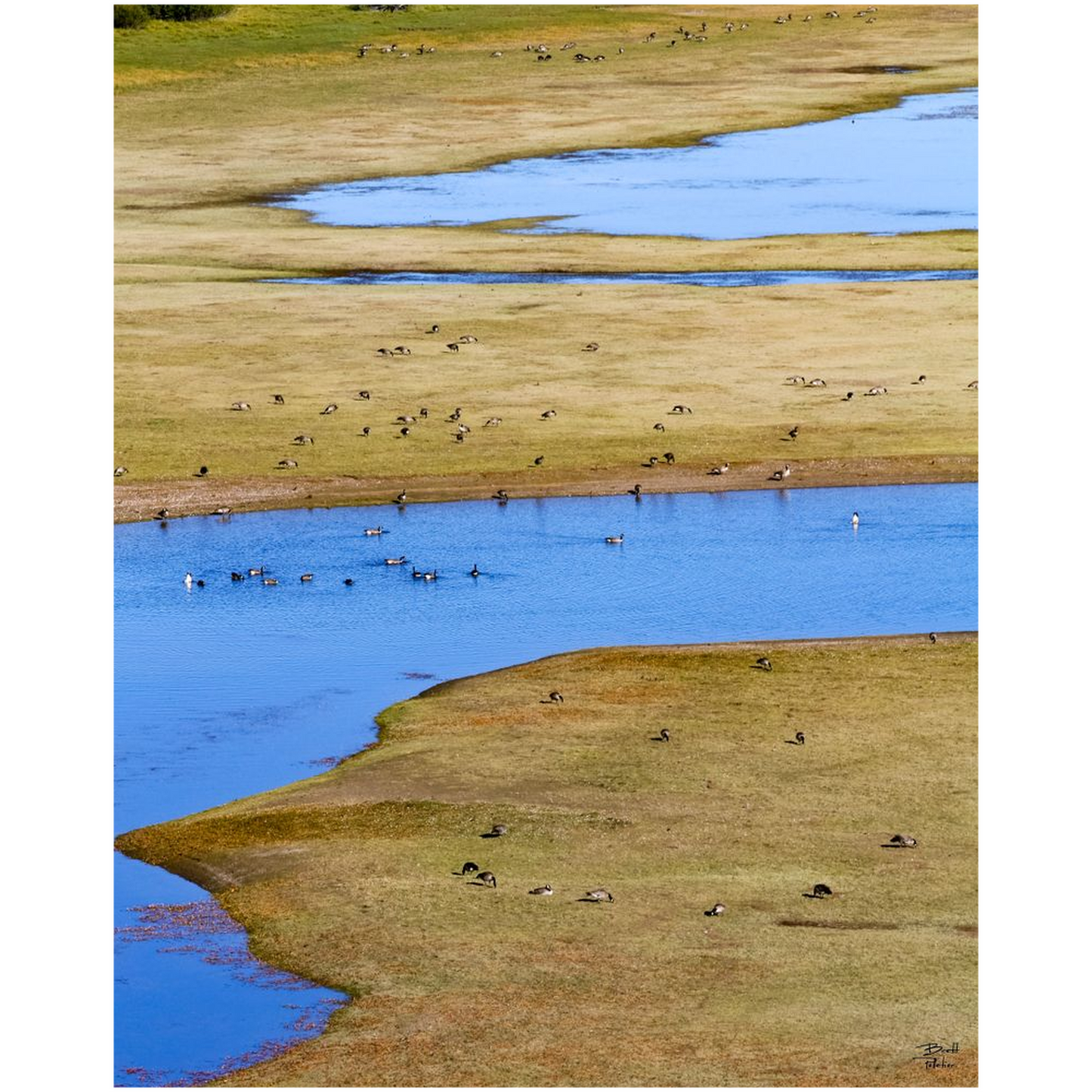 Canada Geese near Jackson Lake - Grand Teton National Park, Wyoming - bp0039 - Photograph Print Poster Picture Photography Art Landscape