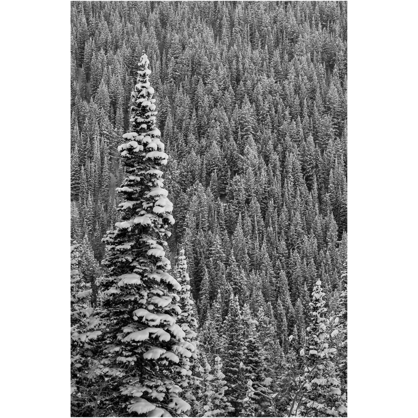 Snow Covered Pine - White Pine - Little Cottonwood Canyon, Utah - bp0196 - Photograph Print Poster Picture Photography Images Landscape