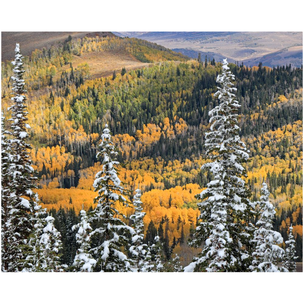 Park City Fall Color Early Snow - Wasatch Mountains, Utah - bp0191 - Photograph Print Poster Picture Wall Photography Art Artist Landscape