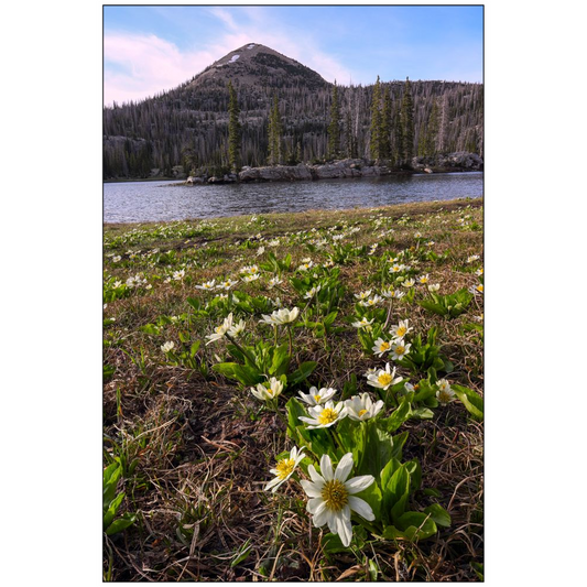 Island Lake Sunset and Marsh Marigold Wildflowers - Uinta Mountains, Utah - bp0011 - Photograph Print Poster Picture Photography Landscape