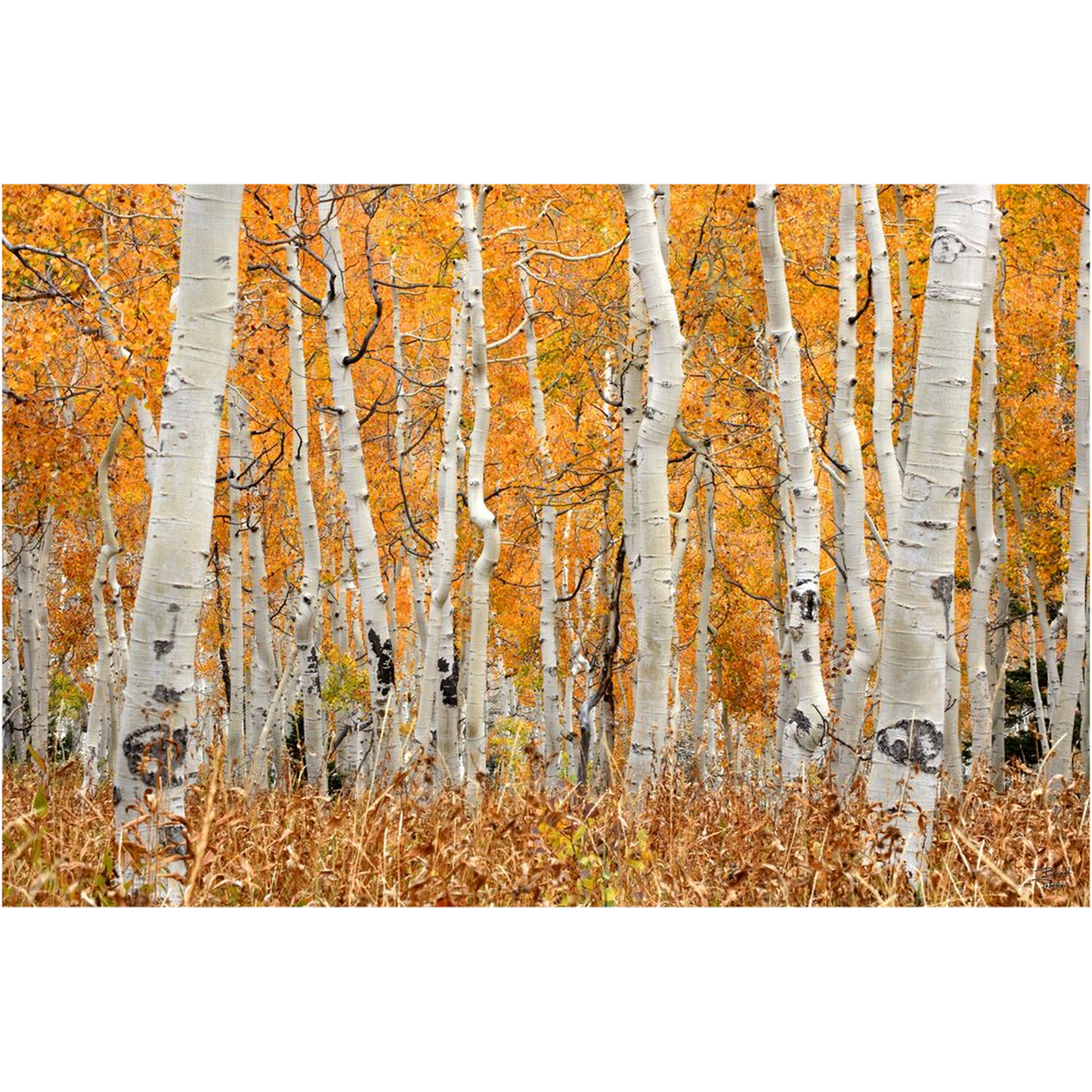 Aspen Grove Horizontal - Brighton, Utah - bp0018 - Photograph Print Poster Picture Photography Art Artist Images Landscape