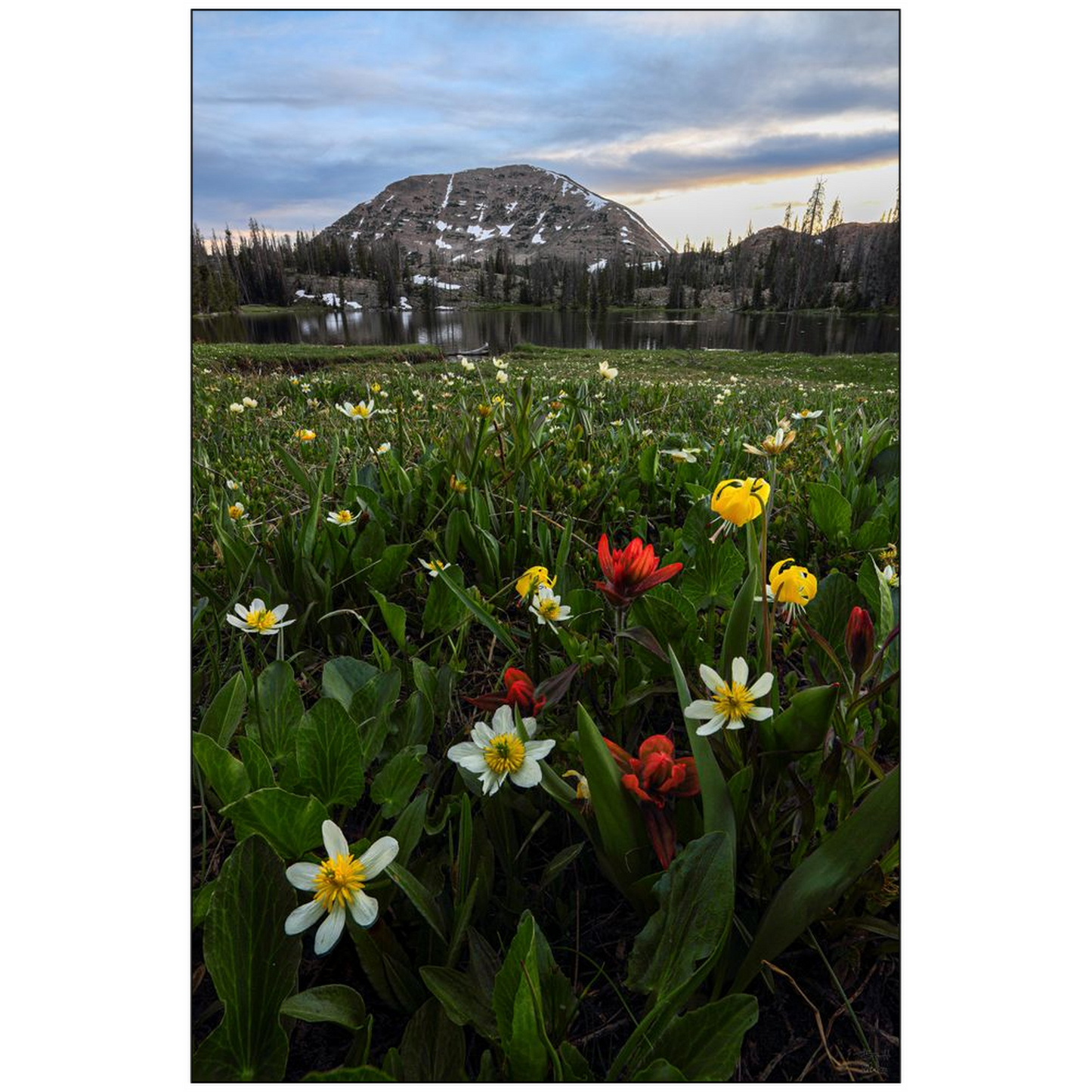 Mount Watson Wildflower Sunset - Uinta Mountains, Utah - bp0010 - Photograph Print Poster Picture Photography Art Artist Images Landscape