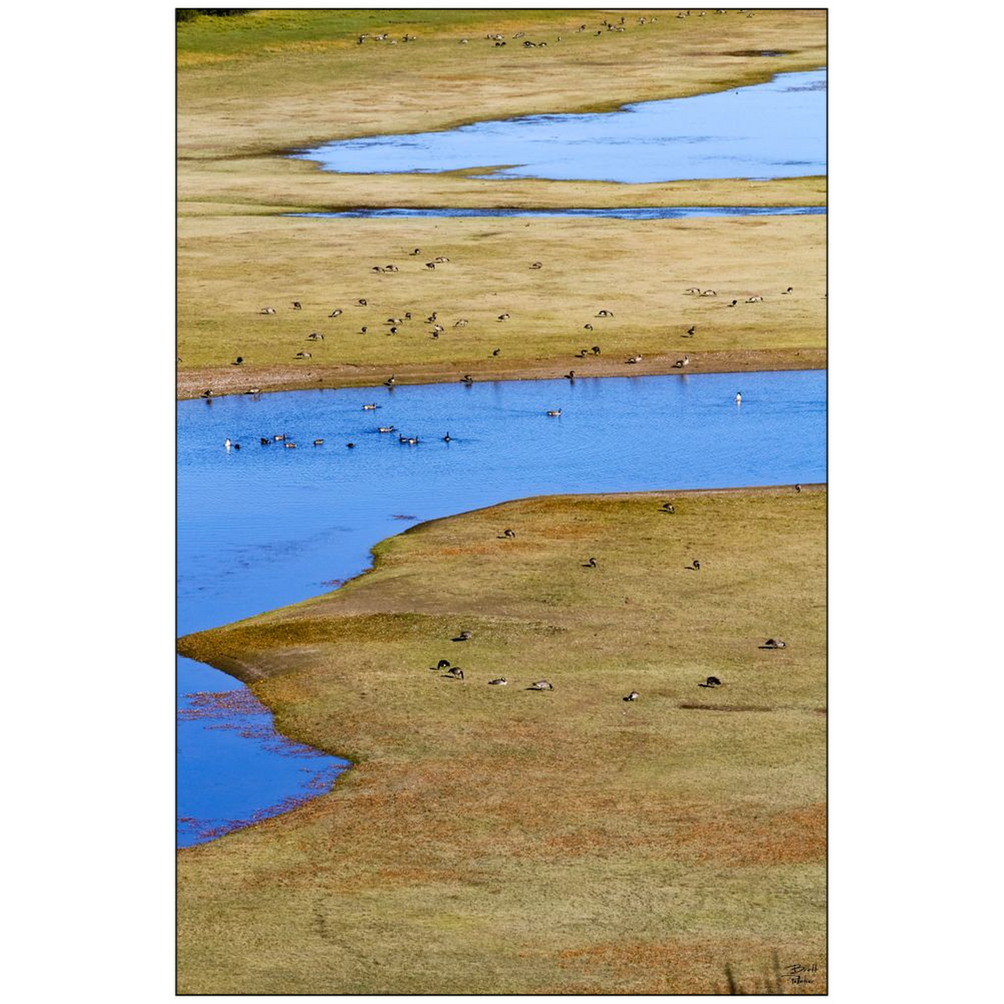 Canada Geese near Jackson Lake - Grand Teton National Park, Wyoming - bp0039 - Photograph Print Poster Picture Photography Art Landscape