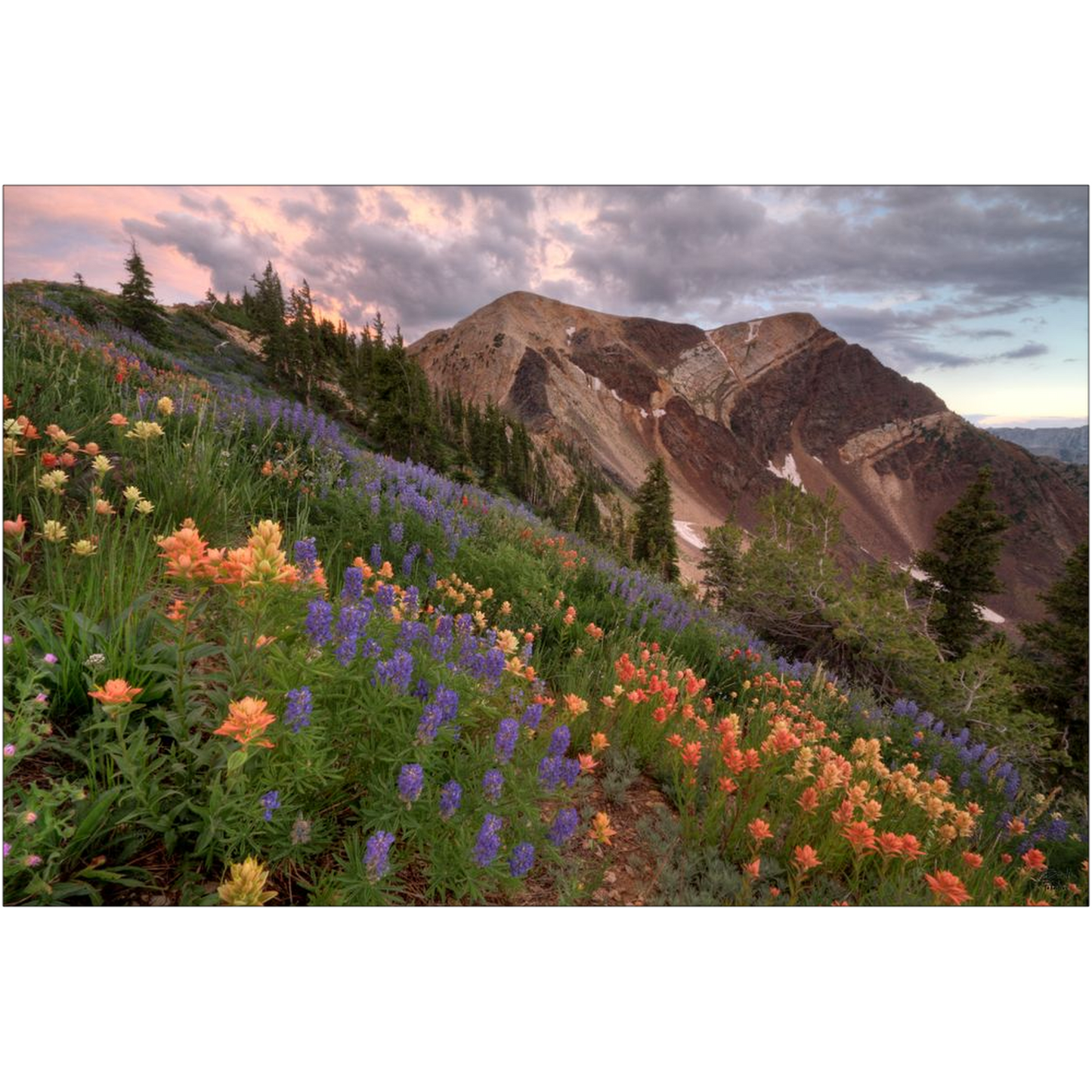 Wildflowers with Twin Peaks at Sunset - Snowbird, Utah - bp0015 - Photograph Print Poster Picture Photography Art Artist Images Landscape