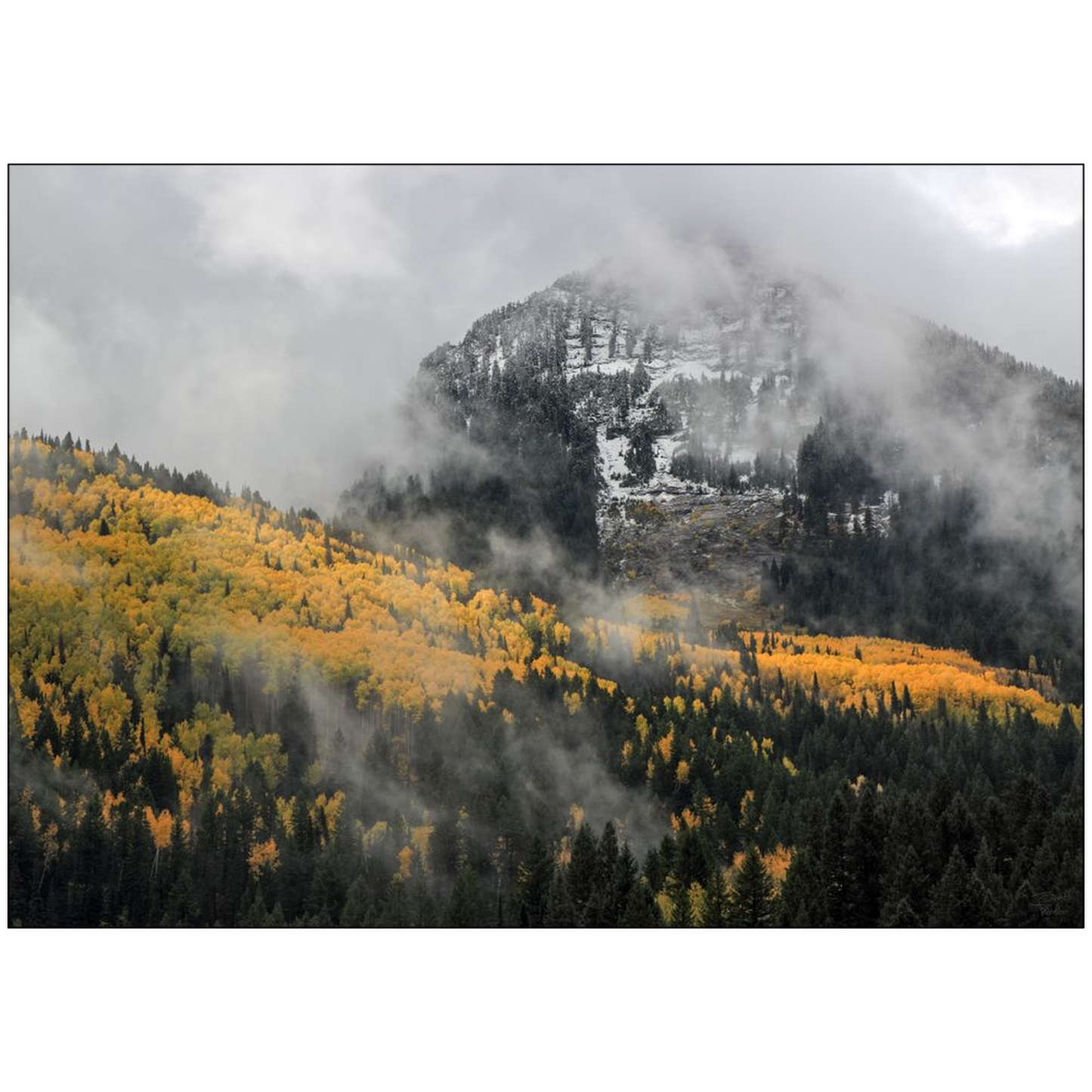 Kessler Peak Aspen Color with Fog and Snow - Big Cottonwood Canyon, Utah - bp0192 - Photograph Print Poster Picture Photography Landscape