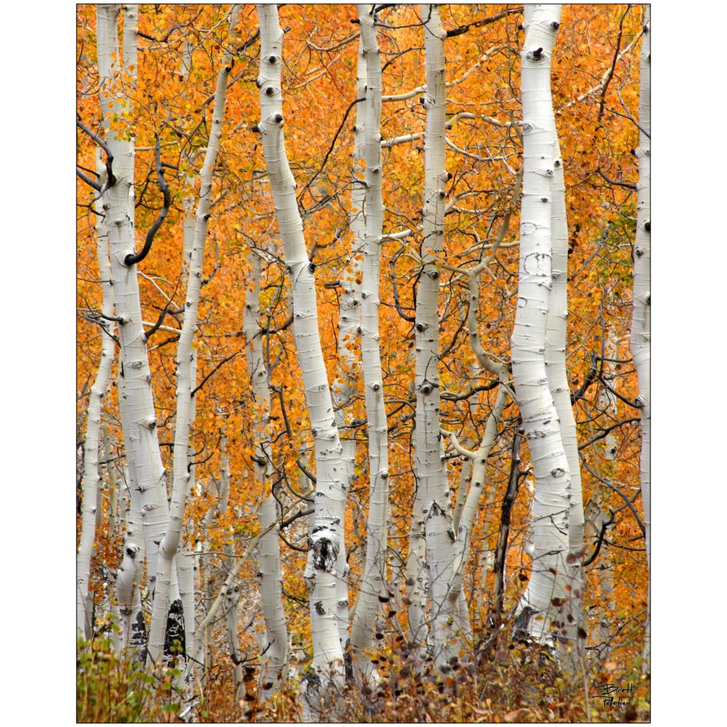 Aspen Grove Vertical - Brighton, Utah - bp0020 - Photograph Print Poster Picture Photography Art Artist Images Landscape