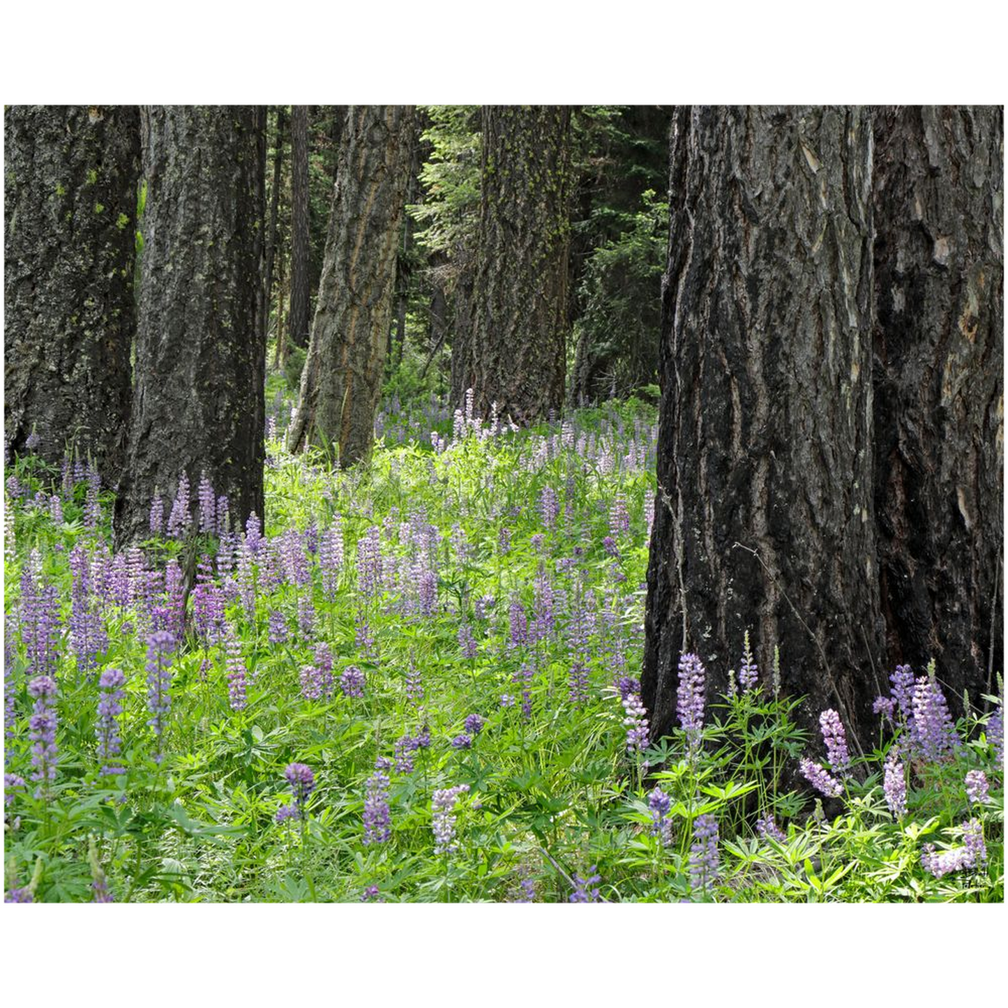 Lupine, Larch and Light - Seeley Lake, Montana - bp0213 - Photograph Print Poster Picture Photography Images Landscape Art Artist