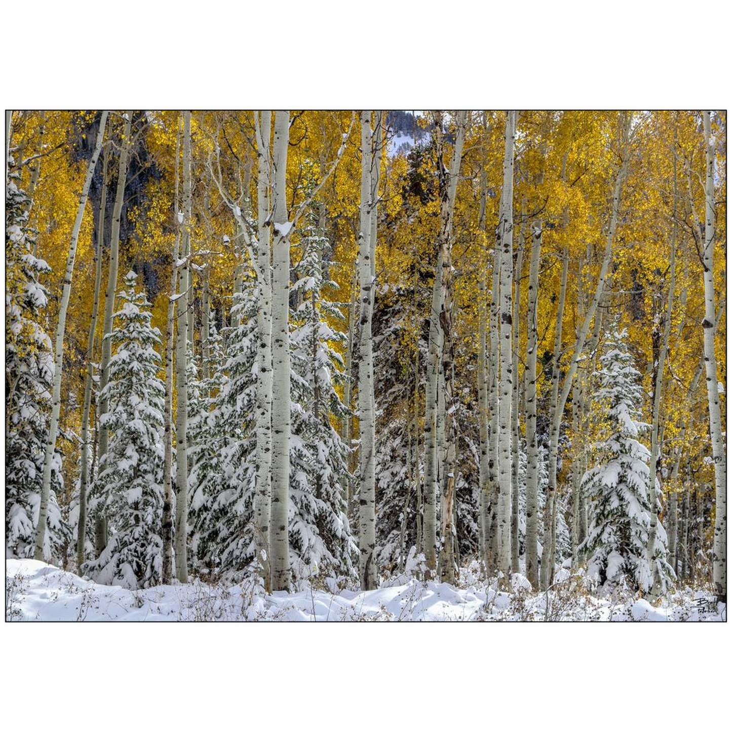 Snow Covered Evergreens and Glowing Aspens - Big Cottonwood Canyon, Utah - bp0017 - Photograph Print Poster Picture Photography Landscape