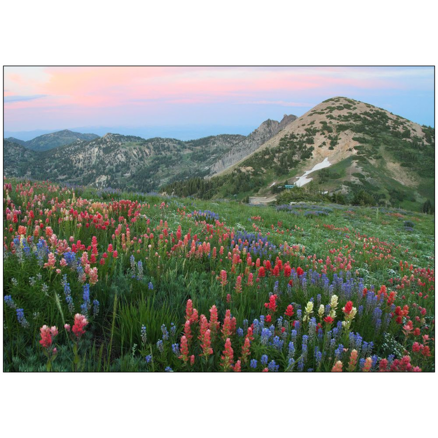 Alpine Wildflowers and View at Sunset - Alta, Utah - bp0032 - Photograph Print Poster Picture Photography Art Artist Images Landscape