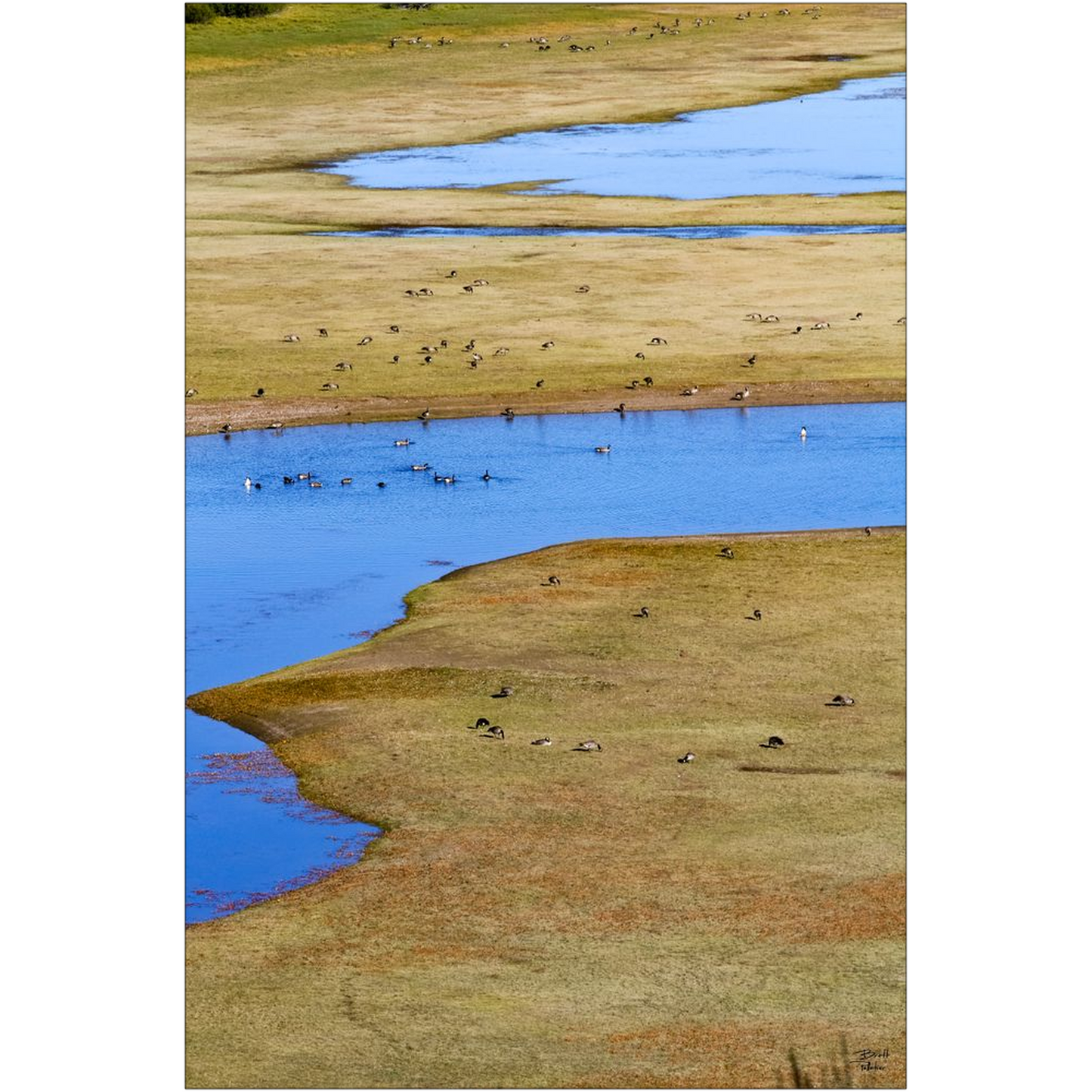 Canada Geese near Jackson Lake - Grand Teton National Park, Wyoming - bp0039 - Photograph Print Poster Picture Photography Art Landscape