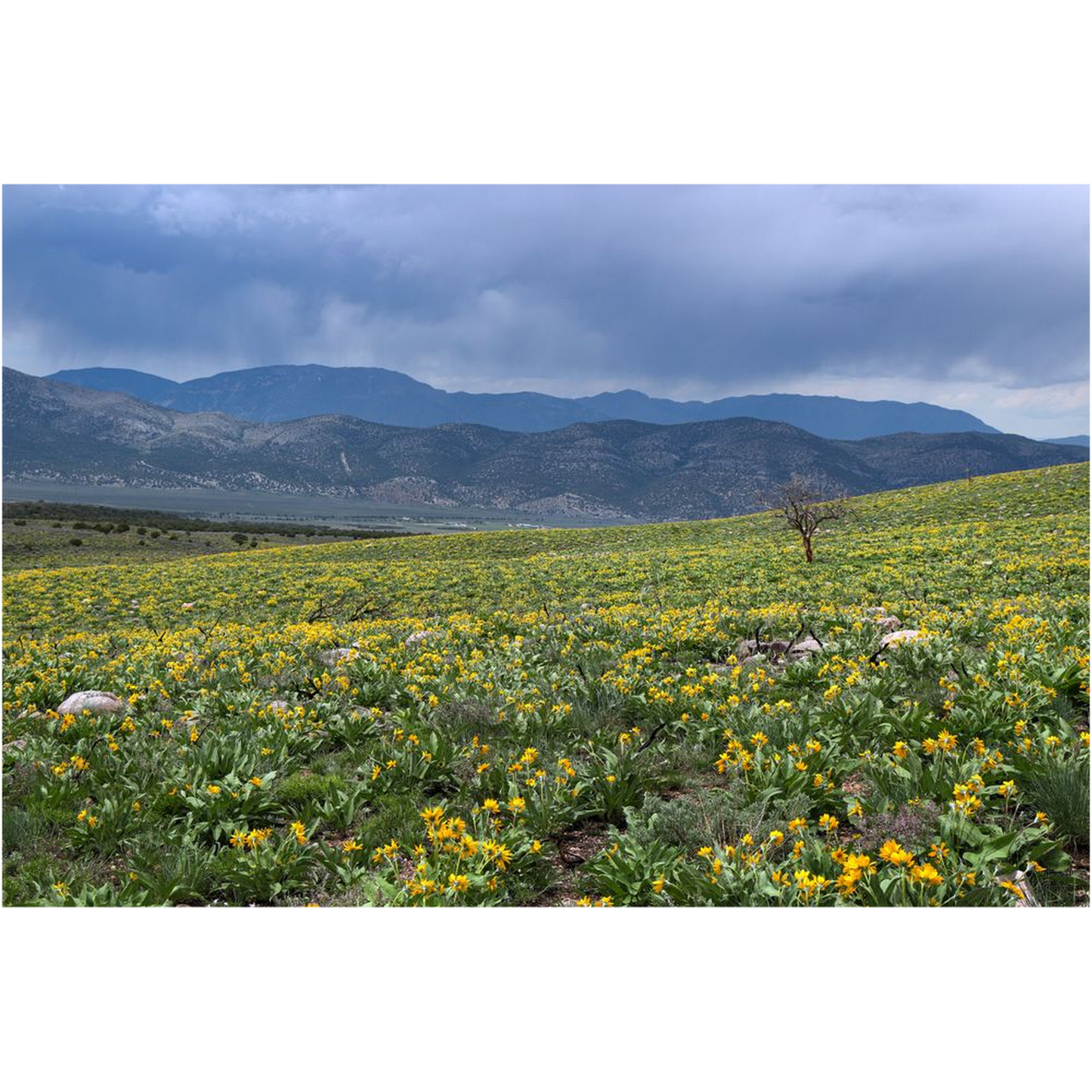 Desert Bloom and Thunderstorms - Schell Mountains, Nevada - bp0183 - Photograph Print Poster Picture Photography Landscape Artist Art Images