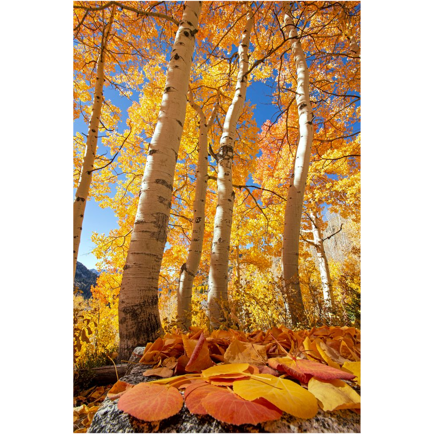 Aspen leaves and trees in autumn - Alta, Utah - bp0019 - Photograph Print Poster Picture Wall Photography Art Artist Images Camera Landscape