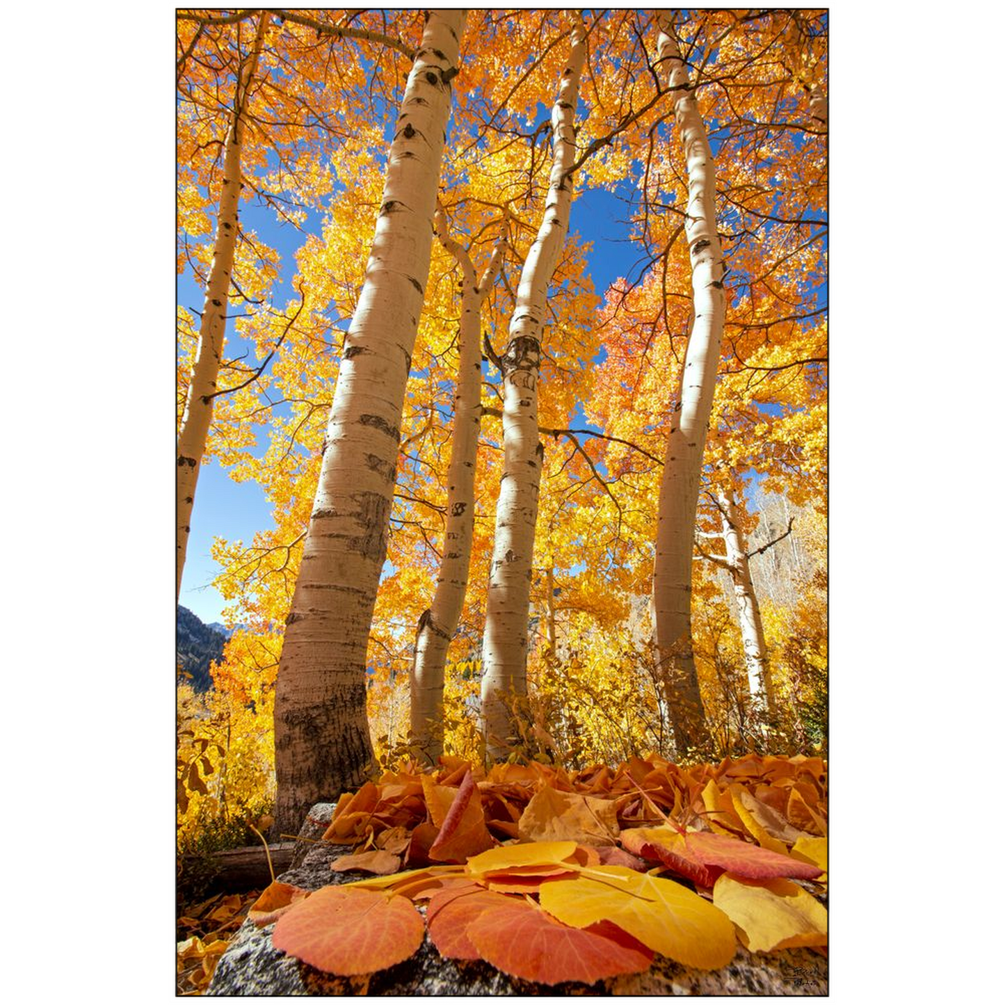 Aspen leaves and trees in autumn - Alta, Utah - bp0019 - Photograph Print Poster Picture Wall Photography Art Artist Images Camera Landscape