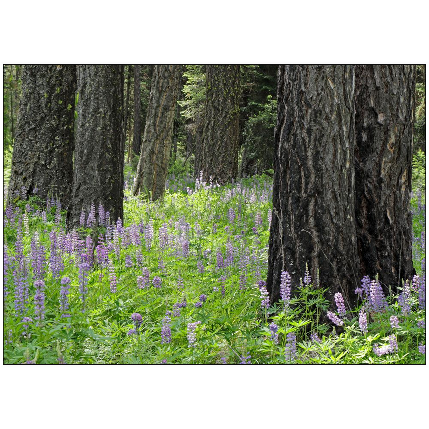 Lupine, Larch and Light - Seeley Lake, Montana - bp0213 - Photograph Print Poster Picture Photography Images Landscape Art Artist