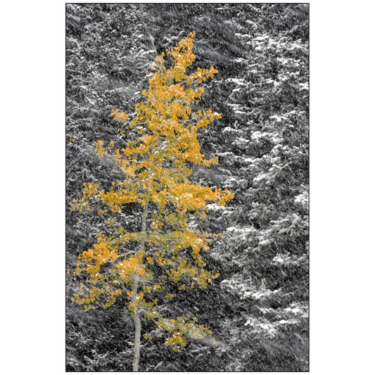 Aspen Tree in Snowstorm - Little Cottonwood Canyon, Utah - bp0022 - Photograph Print Poster Picture Photography Art Artist Images Landscape