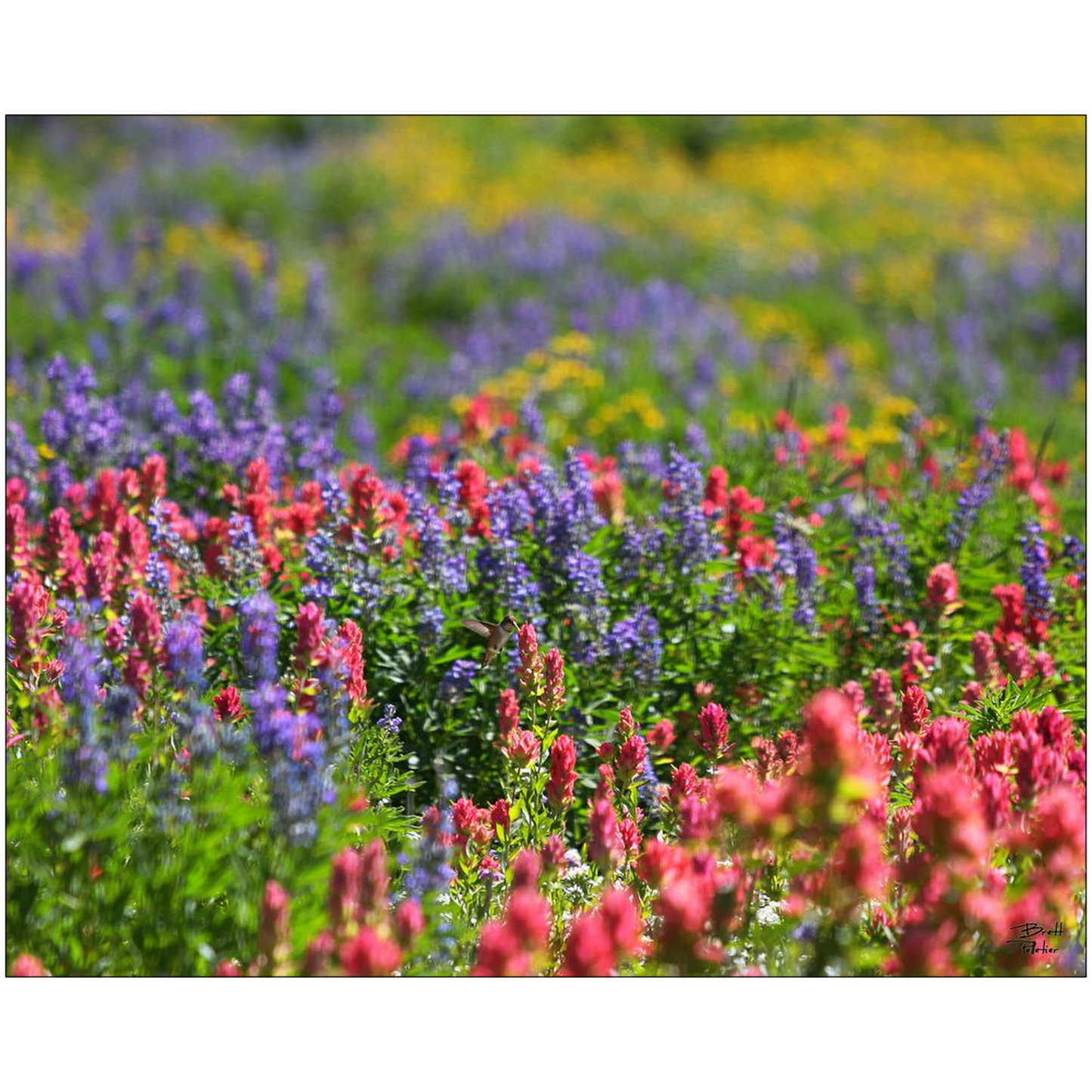 Wildflowers with Hummingbird - Snowbird, Utah - bp0023 - Photograph Print Poster Picture Photography Art Artist Images Landscape