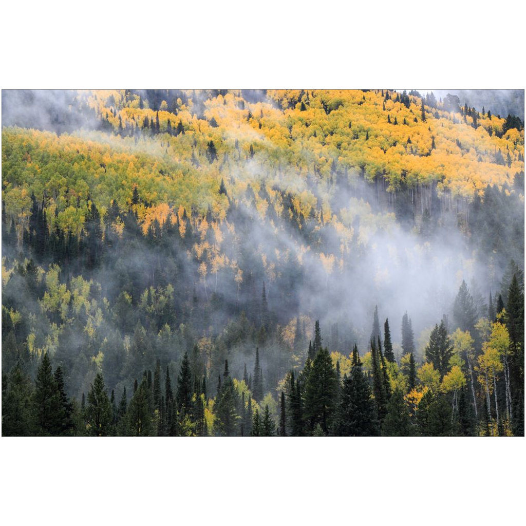 Mystical Aspen Grove in Autumn - Big Cottonwood Canyon, Utah - bp0189 - Photograph Print Poster Picture Photography Images Landscape