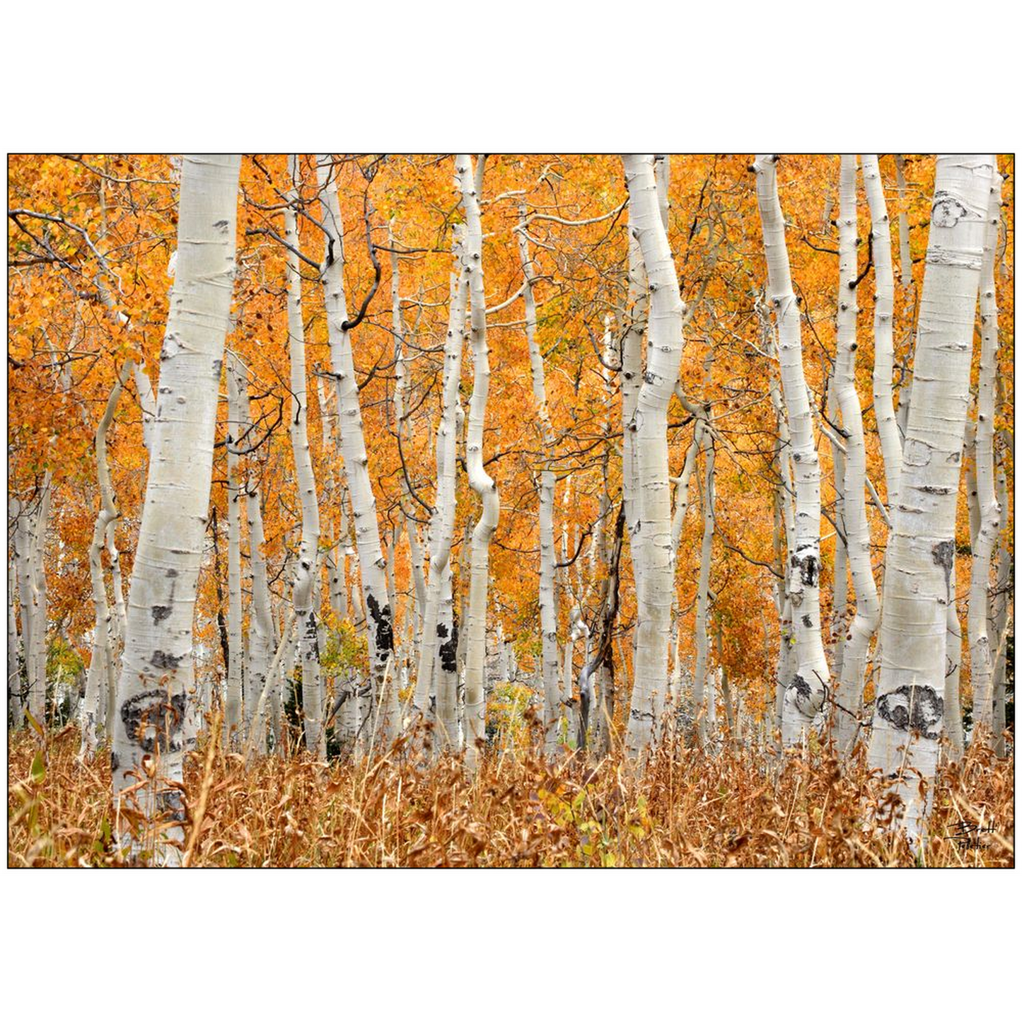 Aspen Grove Horizontal - Brighton, Utah - bp0018 - Photograph Print Poster Picture Photography Art Artist Images Landscape