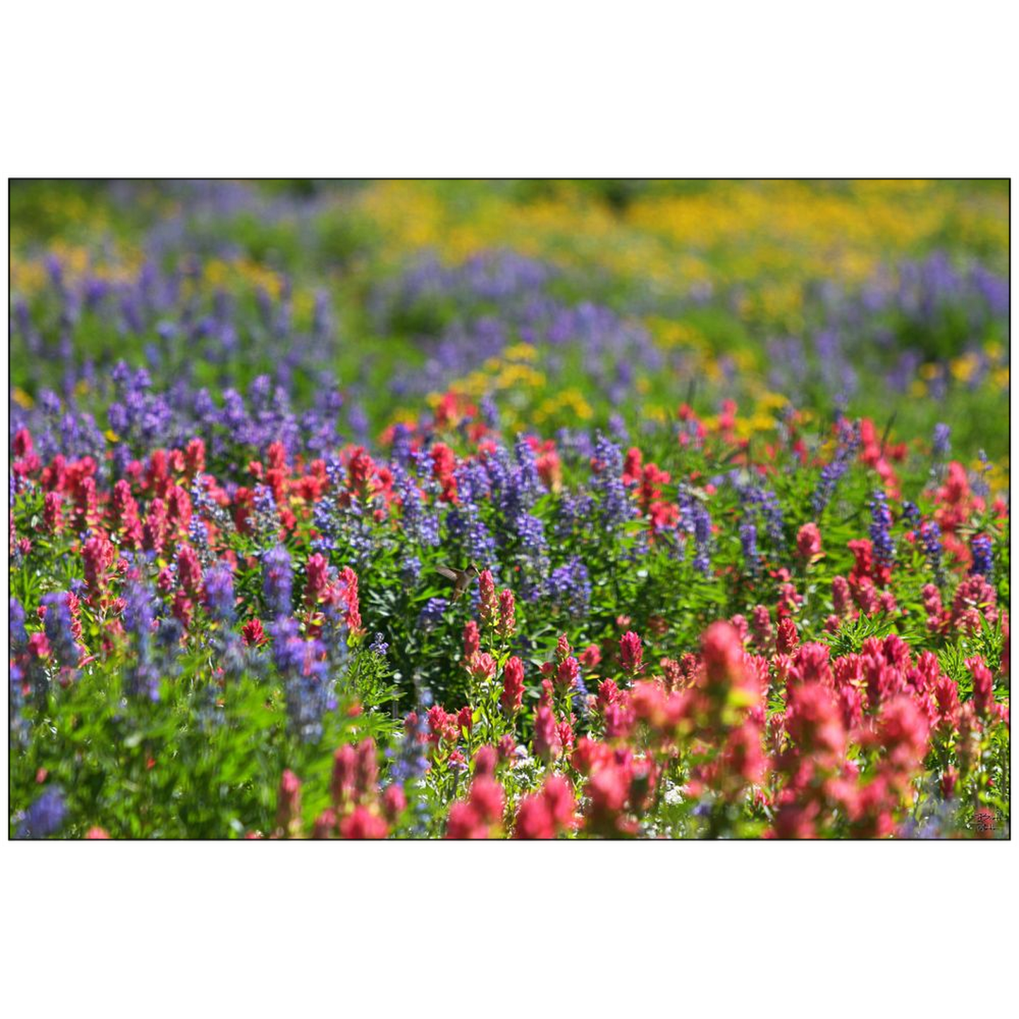 Wildflowers with Hummingbird - Snowbird, Utah - bp0023 - Photograph Print Poster Picture Photography Art Artist Images Landscape