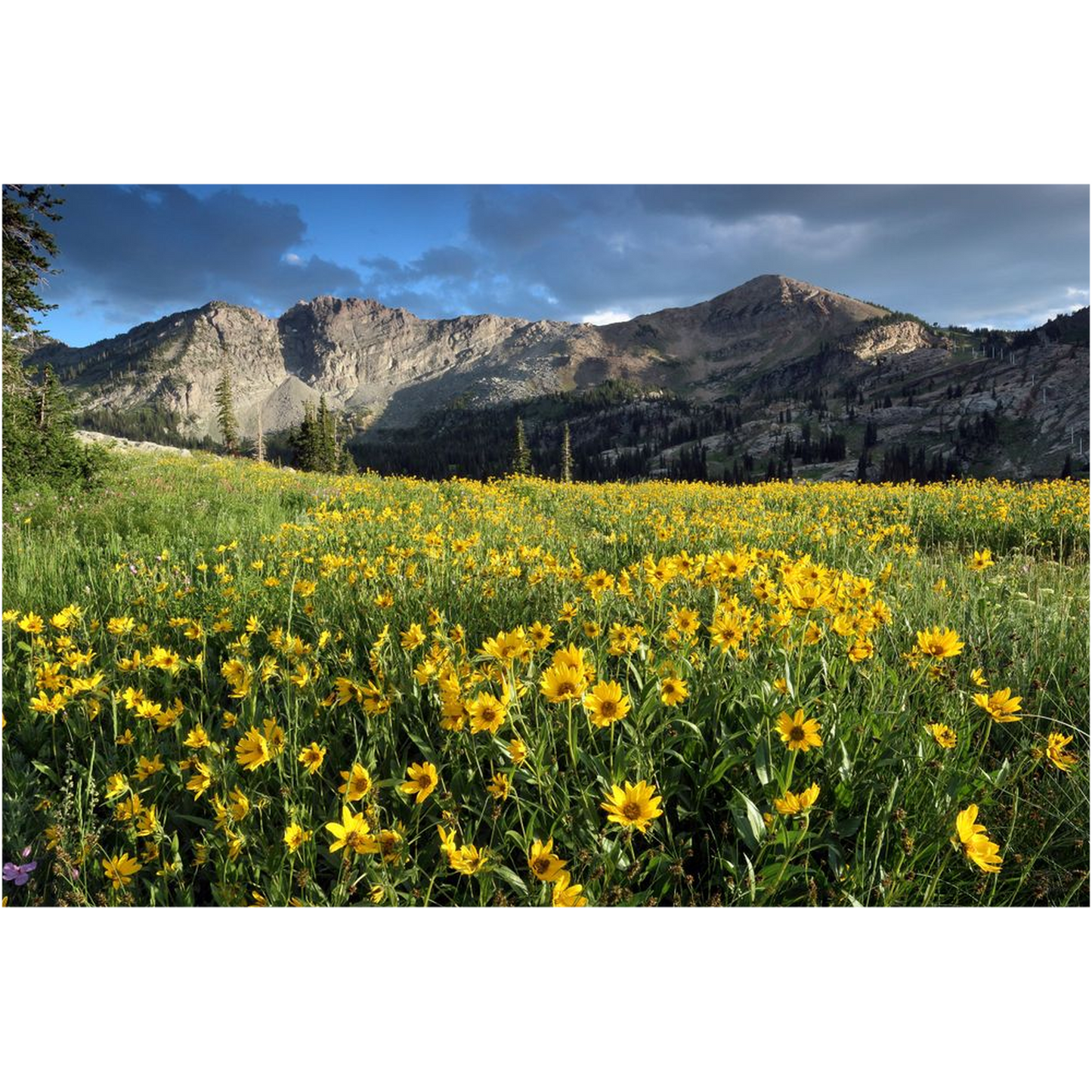 Albion Basin Wildflower Sunset - Alta, Utah - bp0085 - Photograph Print Poster Picture Landscape Photography Art Artist Images Camera